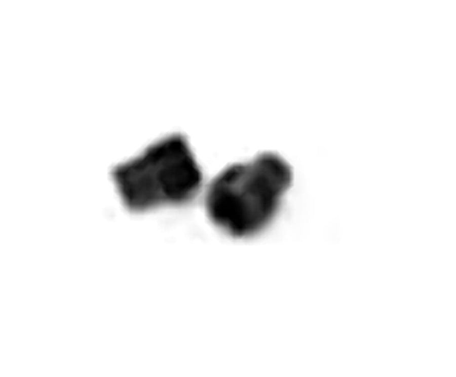 Service Kit WARN 98534 - Dog Point Set Screw, Fits: M10 Winch