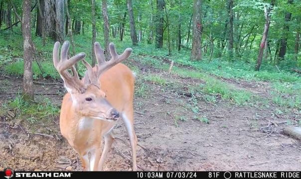 Flashback Stealth Cam 40MP 0.4 Sec Trigger Speed True Color Nighttime Photos White Xenon Flash App-Controlled Hunting Cellular Trail Camera, Available on Verizon & AT&T