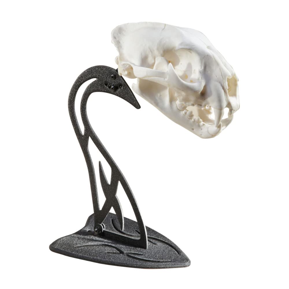 Skull Hooker European Trophy Mount Table Hooker – Perfect Kit for Table Display of Taxidermy Deer Antlers and other Skulls – Graphite Black