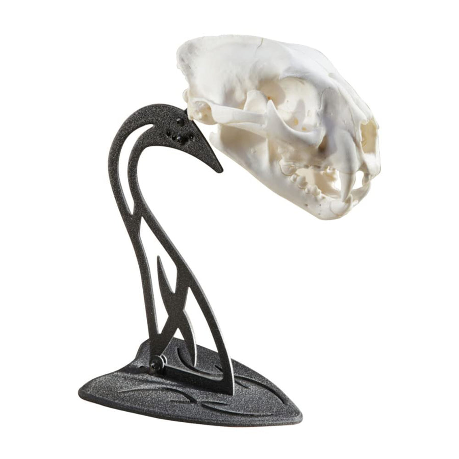 Skull Hooker European Trophy Mount Table Hooker – Perfect Kit for Table Display of Taxidermy Deer Antlers and other Skulls – Graphite Black