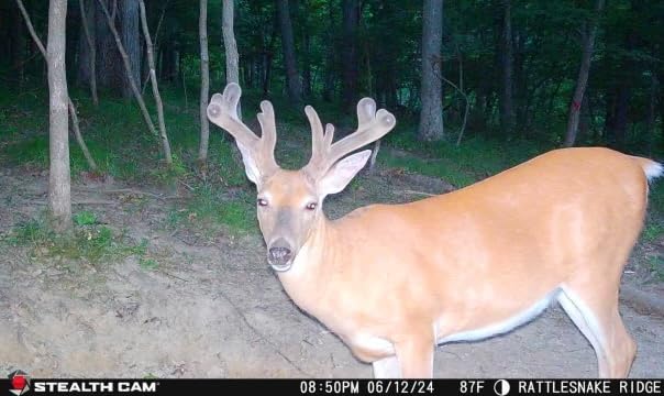 Flashback Stealth Cam 40MP 0.4 Sec Trigger Speed True Color Nighttime Photos White Xenon Flash App-Controlled Hunting Cellular Trail Camera, Available on Verizon & AT&T