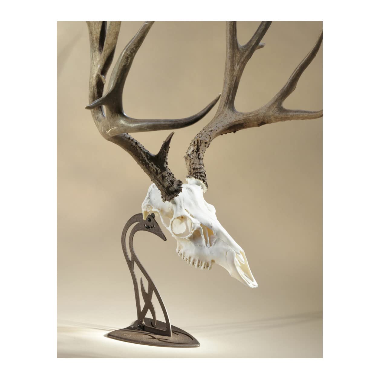 Skull Hooker European Trophy Mount Table Hooker – Perfect Kit for Table Display of Taxidermy Deer Antlers and other Skulls – Robust Brown