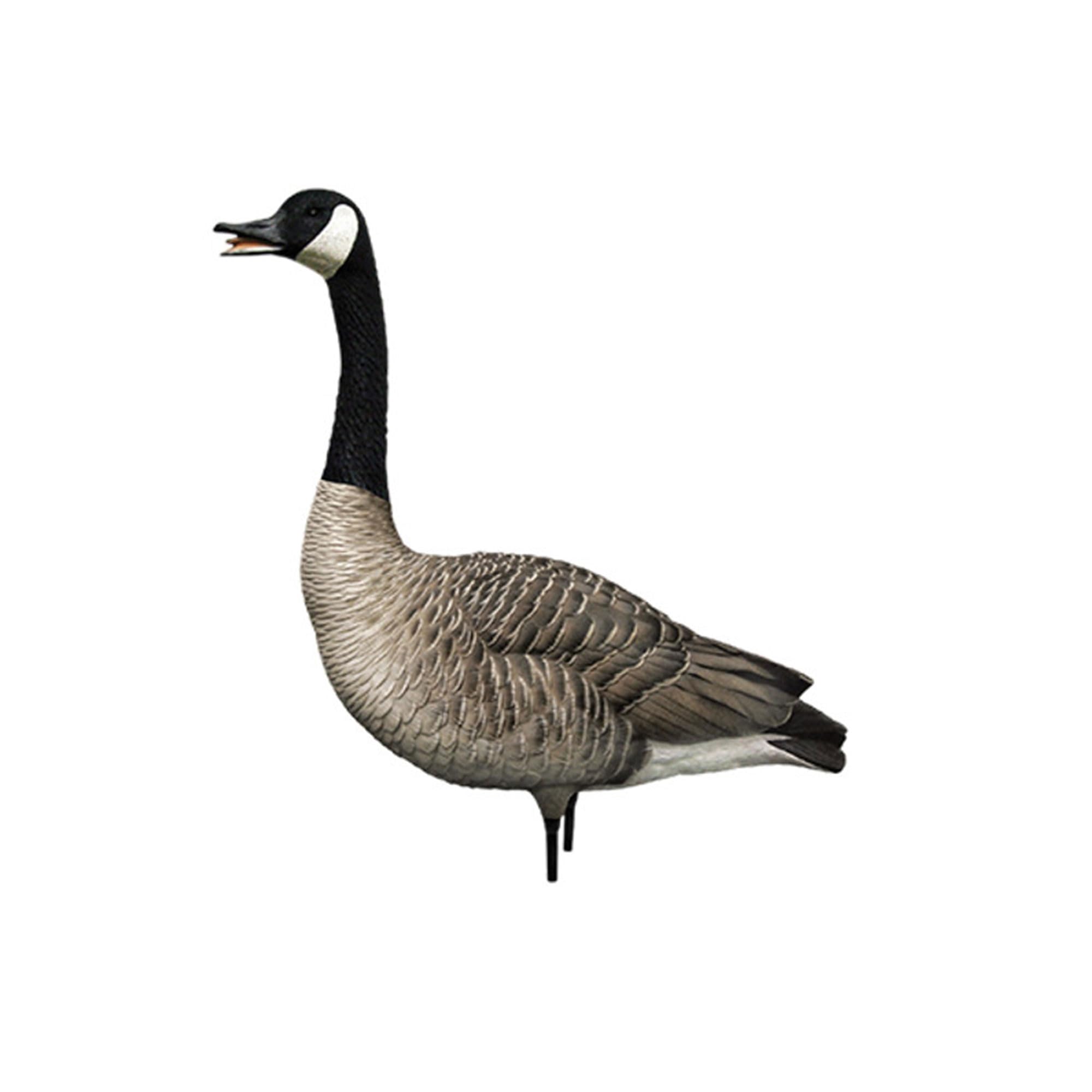 Avian X AXP Fusion Pack Honkers Full Body Canada Goose Decoys with Ultra Realistic Paint, Flocked Heads, 1 Sentry, 2 Walkers, and 3 Feeders