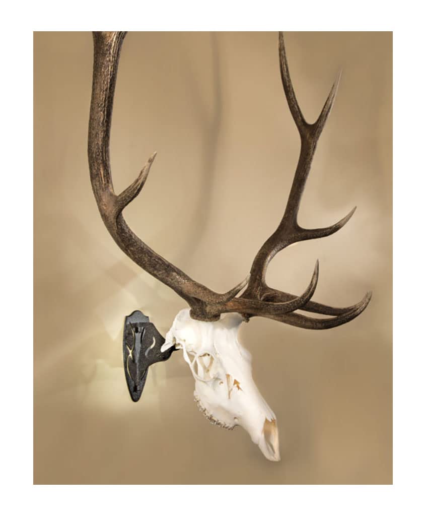 Skull Hooker Powder-Coated Steel Big Hooker Short Arm Trophy Mount - Perfect for Hanging and Mounting Larger Species - Bison, Cape Buffalo and Smaller Elk, Graphite Black