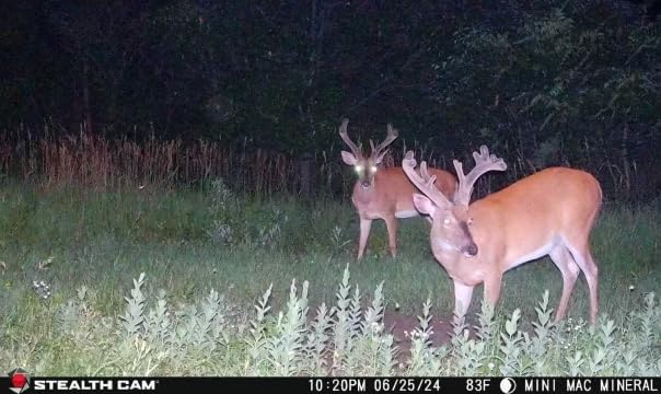 Flashback Stealth Cam 40MP 0.4 Sec Trigger Speed True Color Nighttime Photos White Xenon Flash App-Controlled Hunting Cellular Trail Camera, Available on Verizon & AT&T