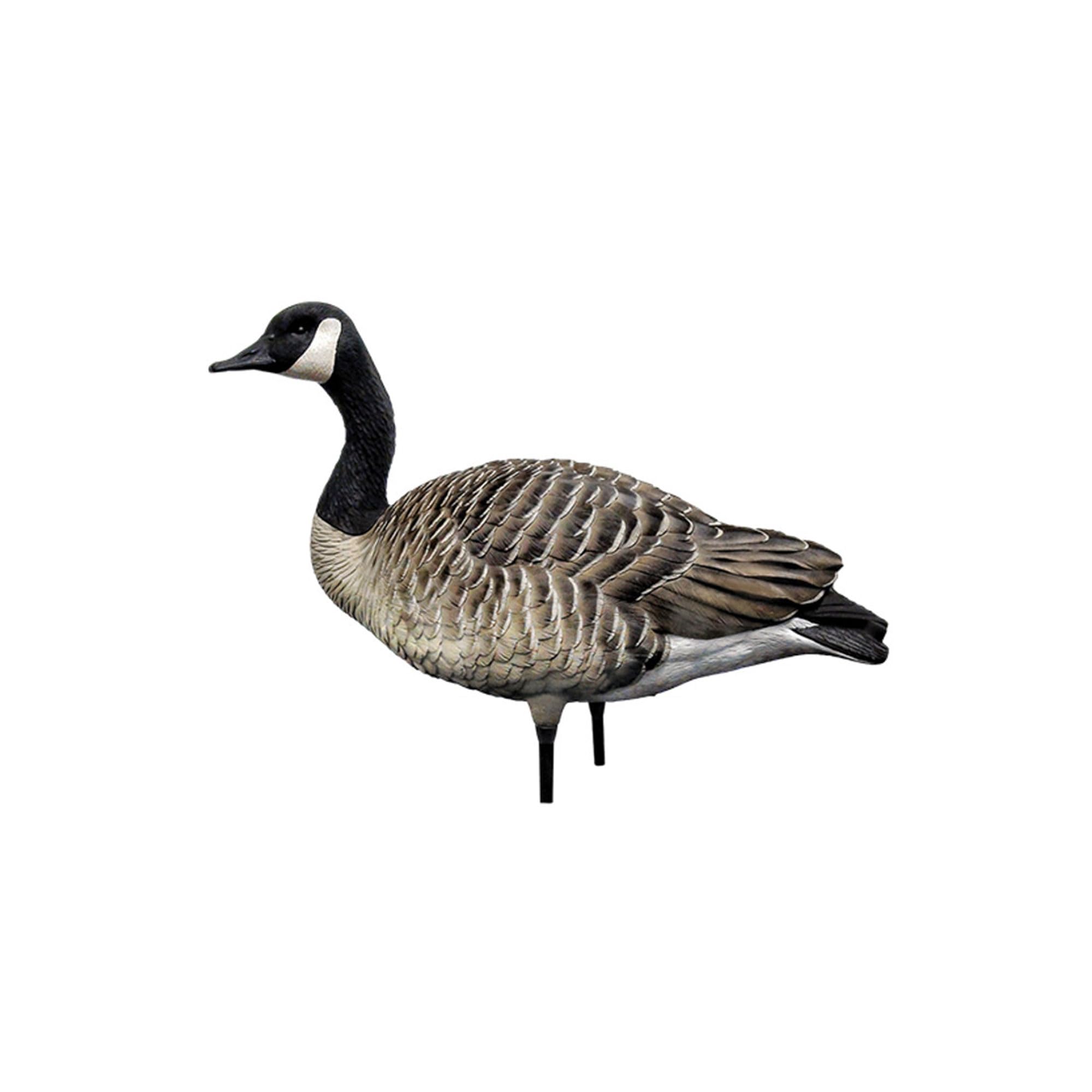 Avian X AXP Fusion Pack Honkers Full Body Canada Goose Decoys with Ultra Realistic Paint, Flocked Heads, 1 Sentry, 2 Walkers, and 3 Feeders