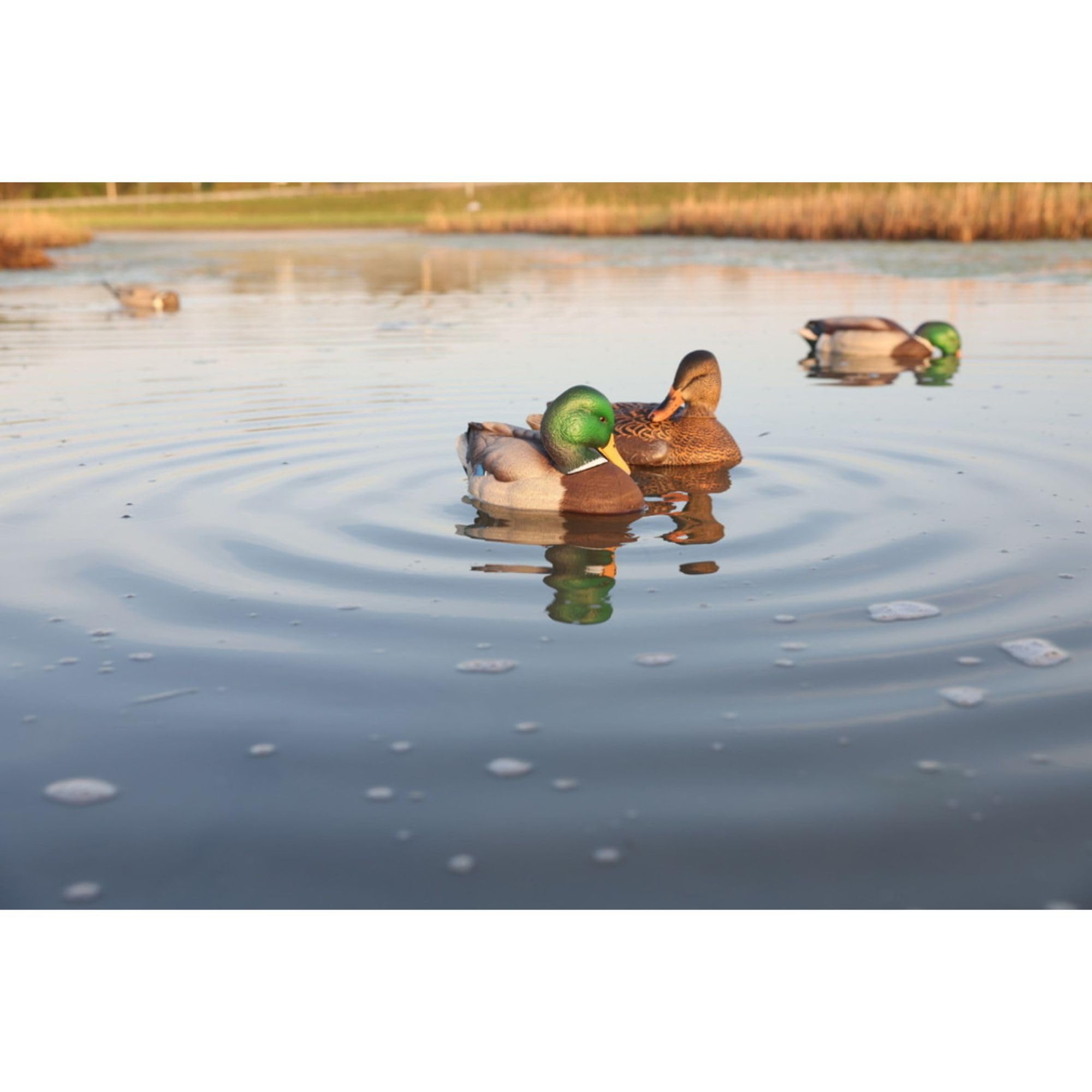Avian-X Power Shaker Mallard Drake Duck Decoy Floating Surface Feeder for Hunting with Shaker Module Foam Filled Body, Multicolor