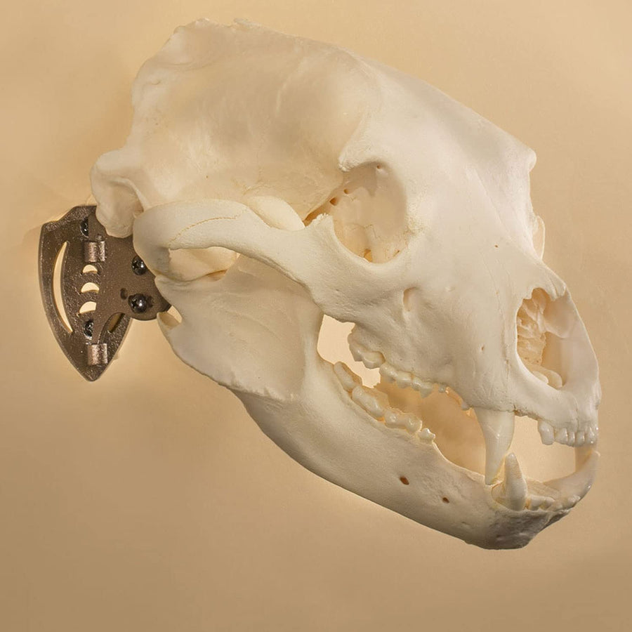 Skull Hooker Skull Hanger Mini Hooker - Perfect Kit for Hanging and Mounting Taxidermy Bear, Small Deer, Pronghorn, and Other Smaller Skulls for Display, Robust Brown