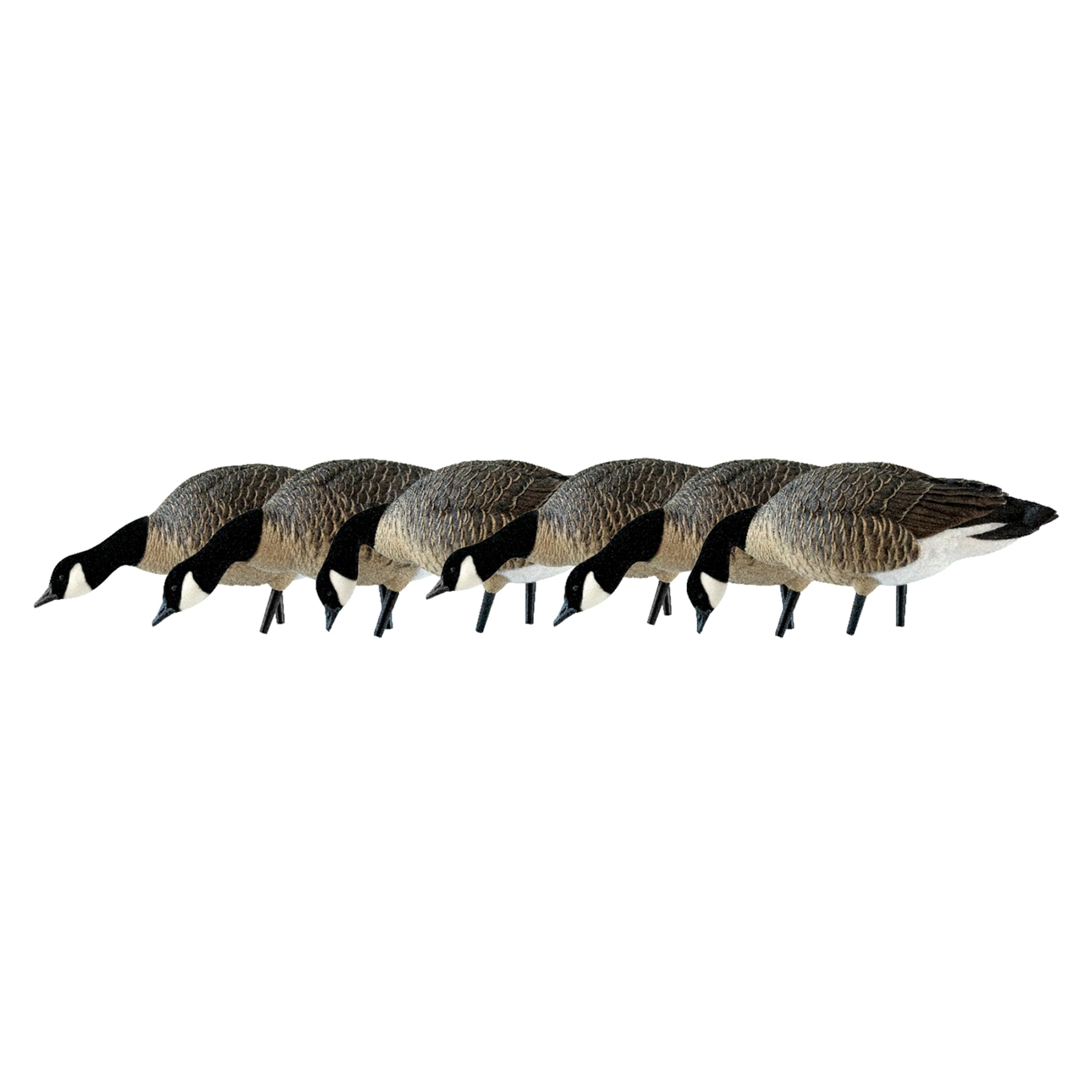 Avian X AXP Fusion Pack Honkers Lesser Canada Goose Decoys, Oversized Realistic Feeder Bodies, Flocked Heads, and Slotted Decoy Bag, Set of 6
