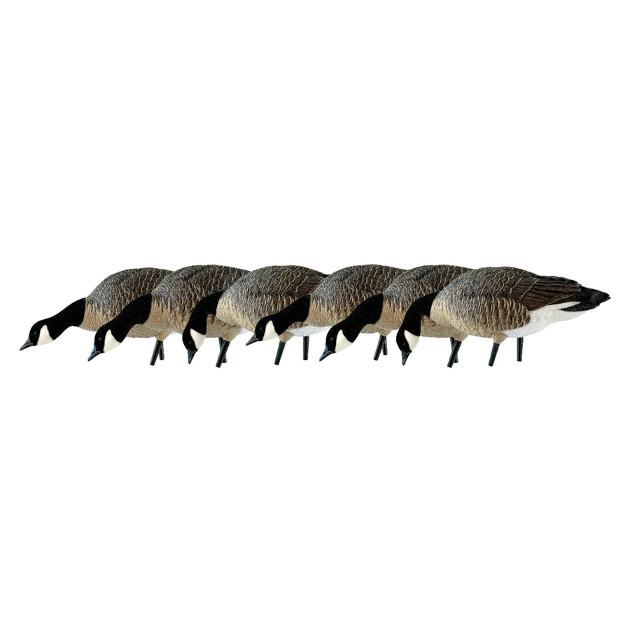 Avian X AXP Fusion Pack Honkers Lesser Canada Goose Decoys, Oversized Realistic Feeder Bodies, Flocked Heads, and Slotted Decoy Bag, Set of 6