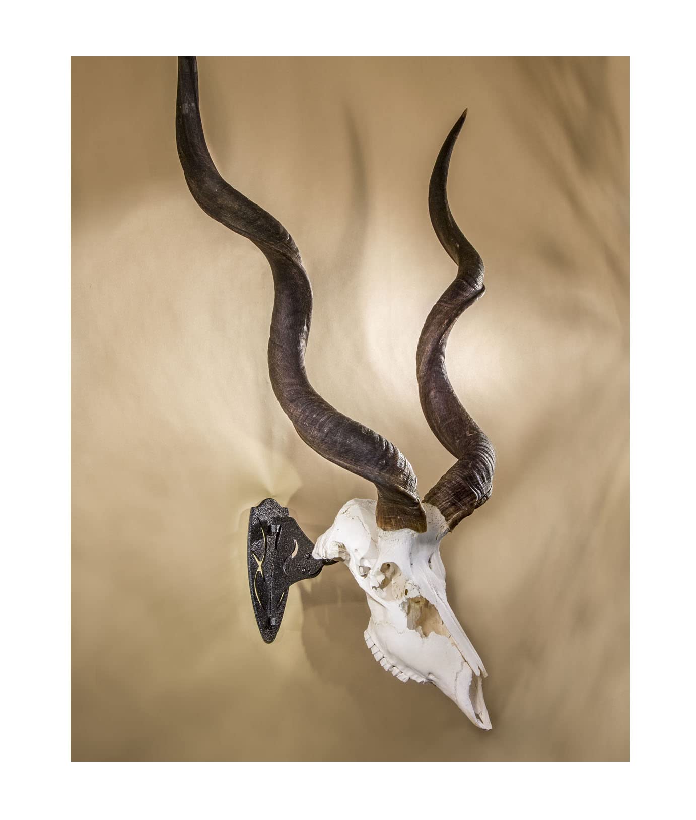 Skull Hooker Powder-Coated Steel Big Hooker Short Arm Trophy Mount - Perfect for Hanging and Mounting Larger Species - Bison, Cape Buffalo and Smaller Elk, Graphite Black