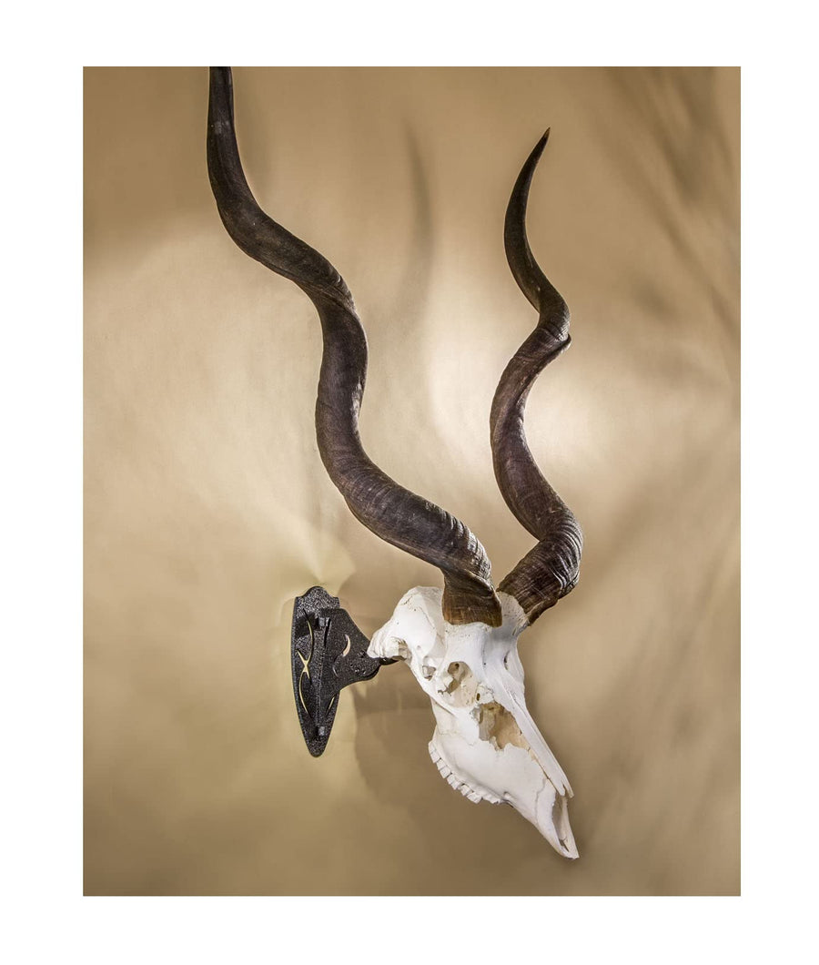 Skull Hooker Powder-Coated Steel Big Hooker Short Arm Trophy Mount - Perfect for Hanging and Mounting Larger Species - Bison, Cape Buffalo and Smaller Elk, Graphite Black