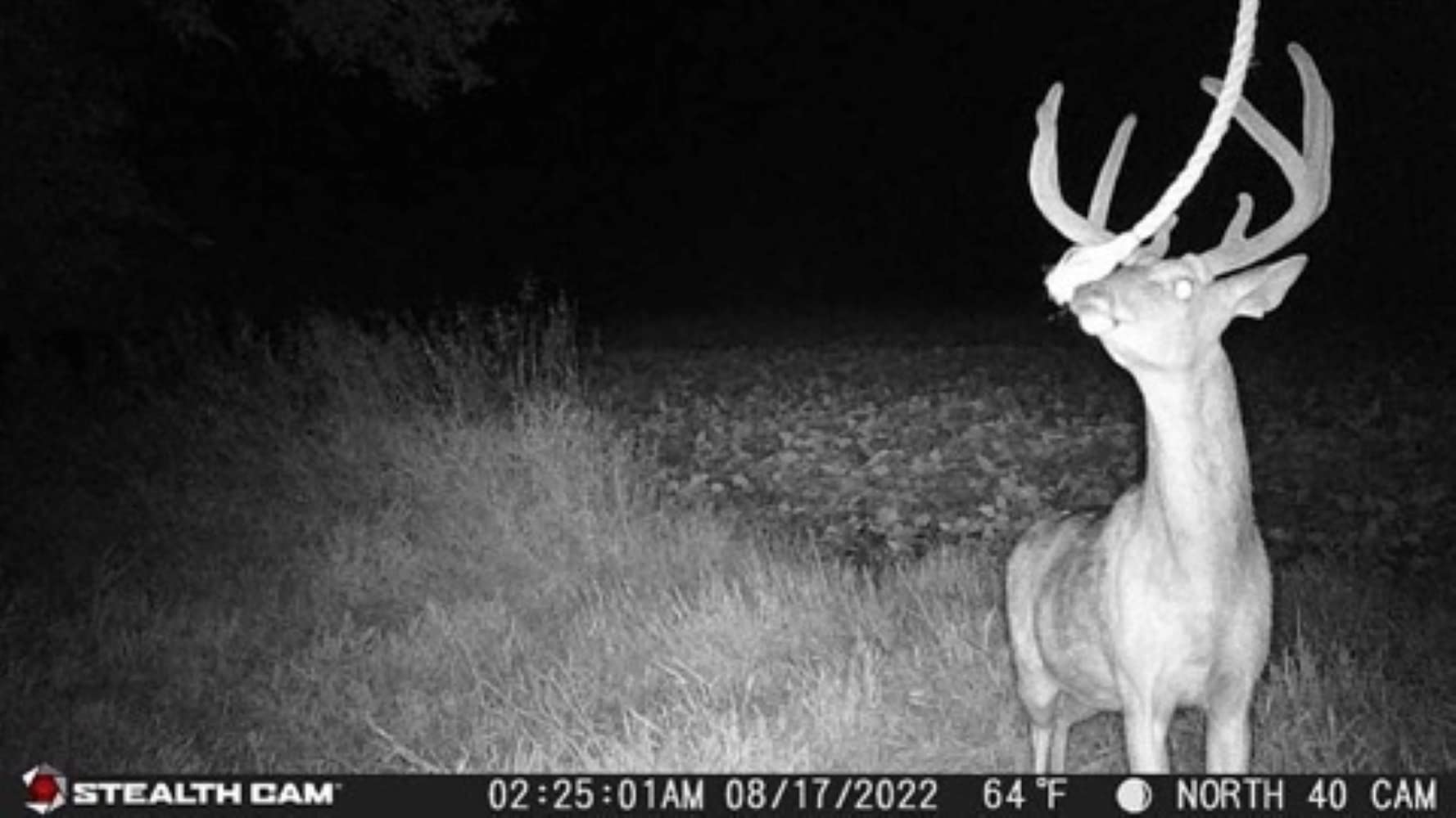 GMAX32 NO GLO Vision Stealth CAM 32MP Photo & 1080P Video at 30FPS 42-940nm LEDs 0.4 Sec Trigger Speed 100Ft Detection & IR Range Hunting Trail Camera
