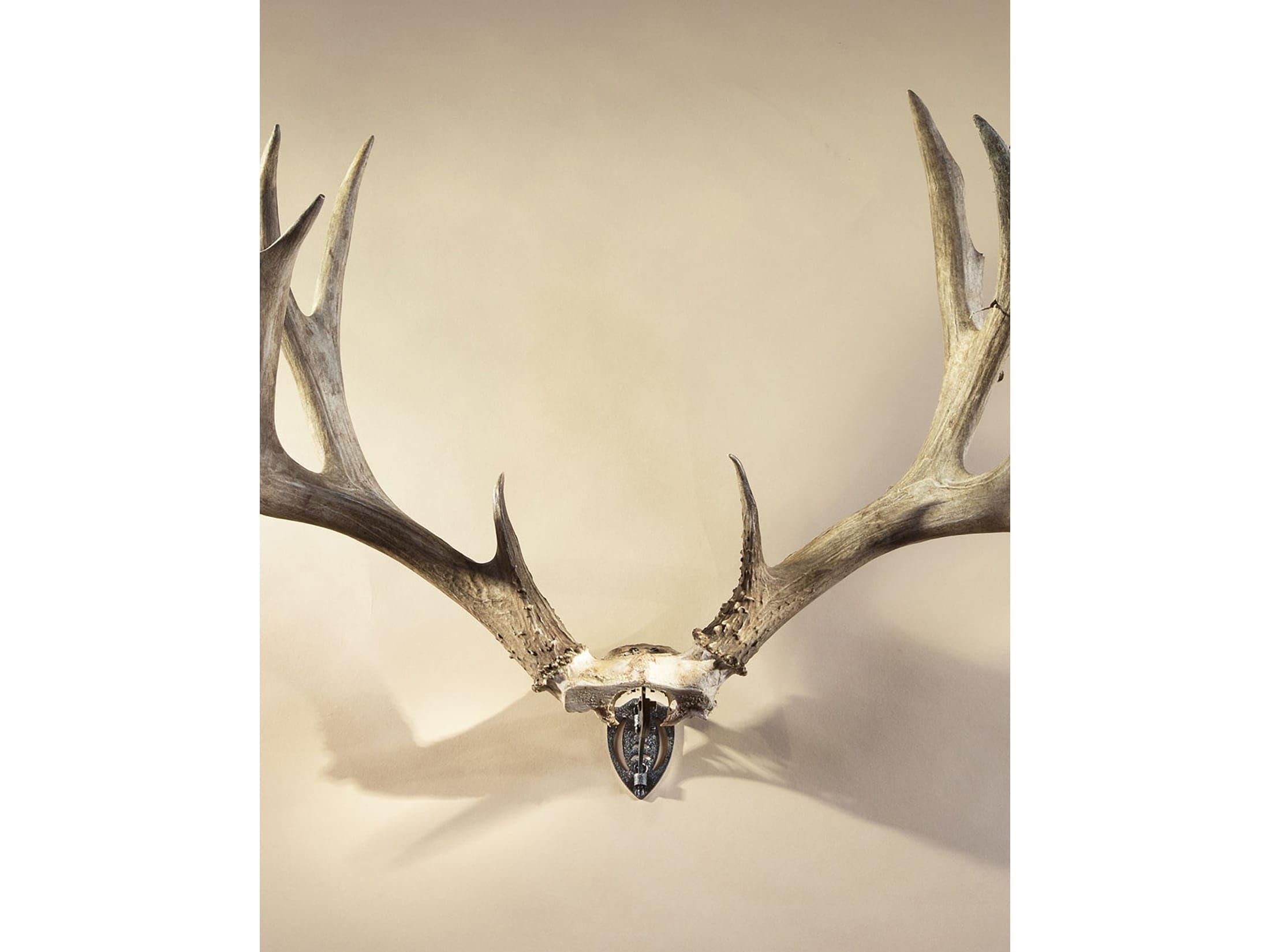 Skull Hooker European Trophy Mount Bone Bracket – Perfect Kit for Hanging and Mounting Capped Skulls for Display, Black