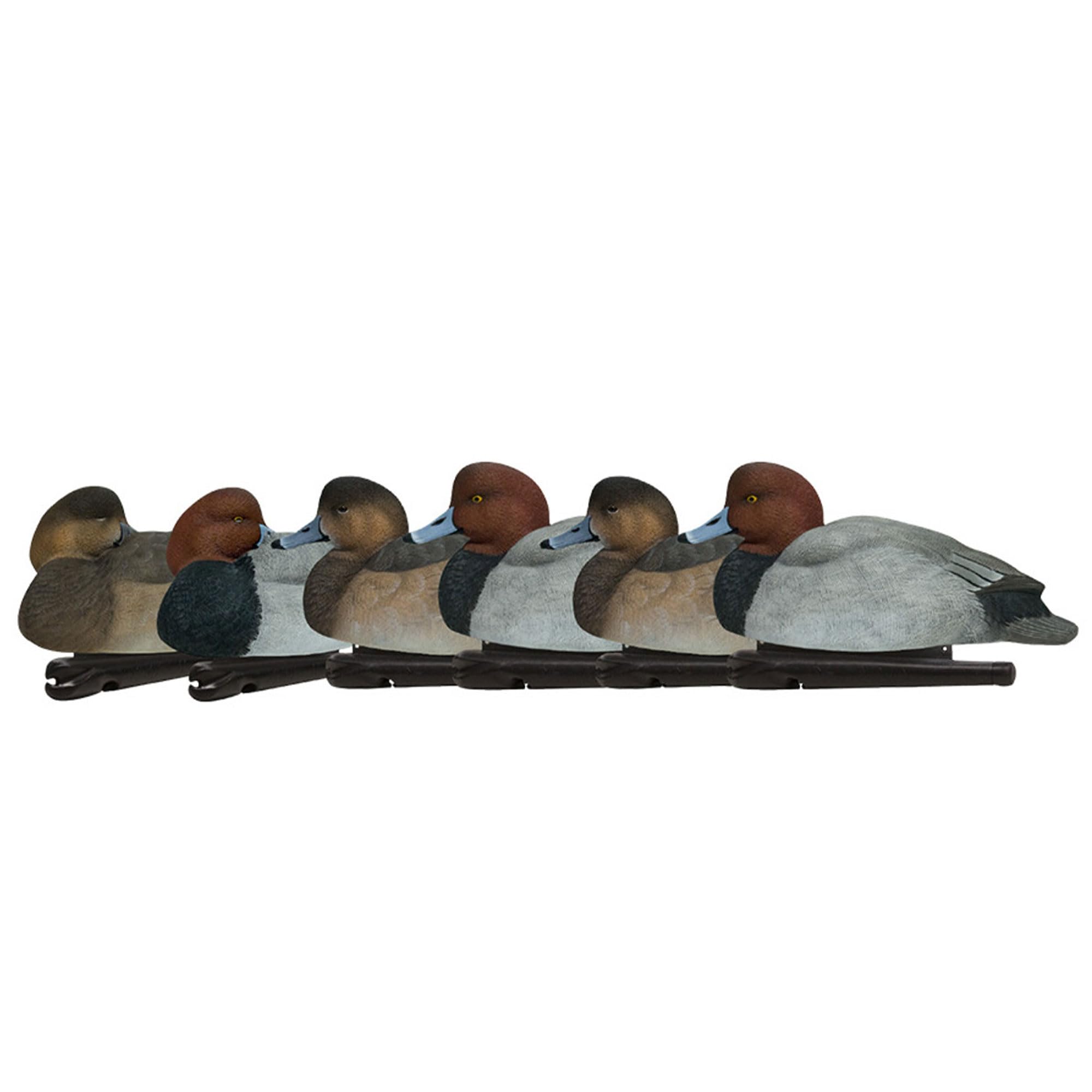 Avian-X Canvasback Magnum Decoys, Open Water, Realistic Design, Weight Forward Swim Keel, Rugged with No Flake Paint Finish, True to Life Postures