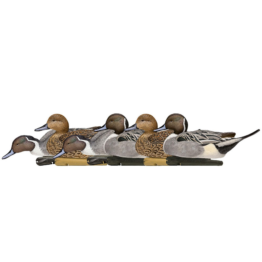 Avian X Pintail Topflight Decoys, Rugged Realistic Floating Duck Decoys for Hunting, Weight-Forward Swim Keel, Set of 6, Multicolor