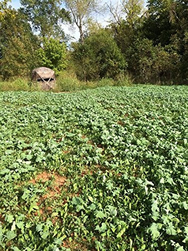 7 Card Stud EVOLVED HARVEST Adaptive Food Plot Seed - Full Season High-Protein & Minerals Forage for Deer