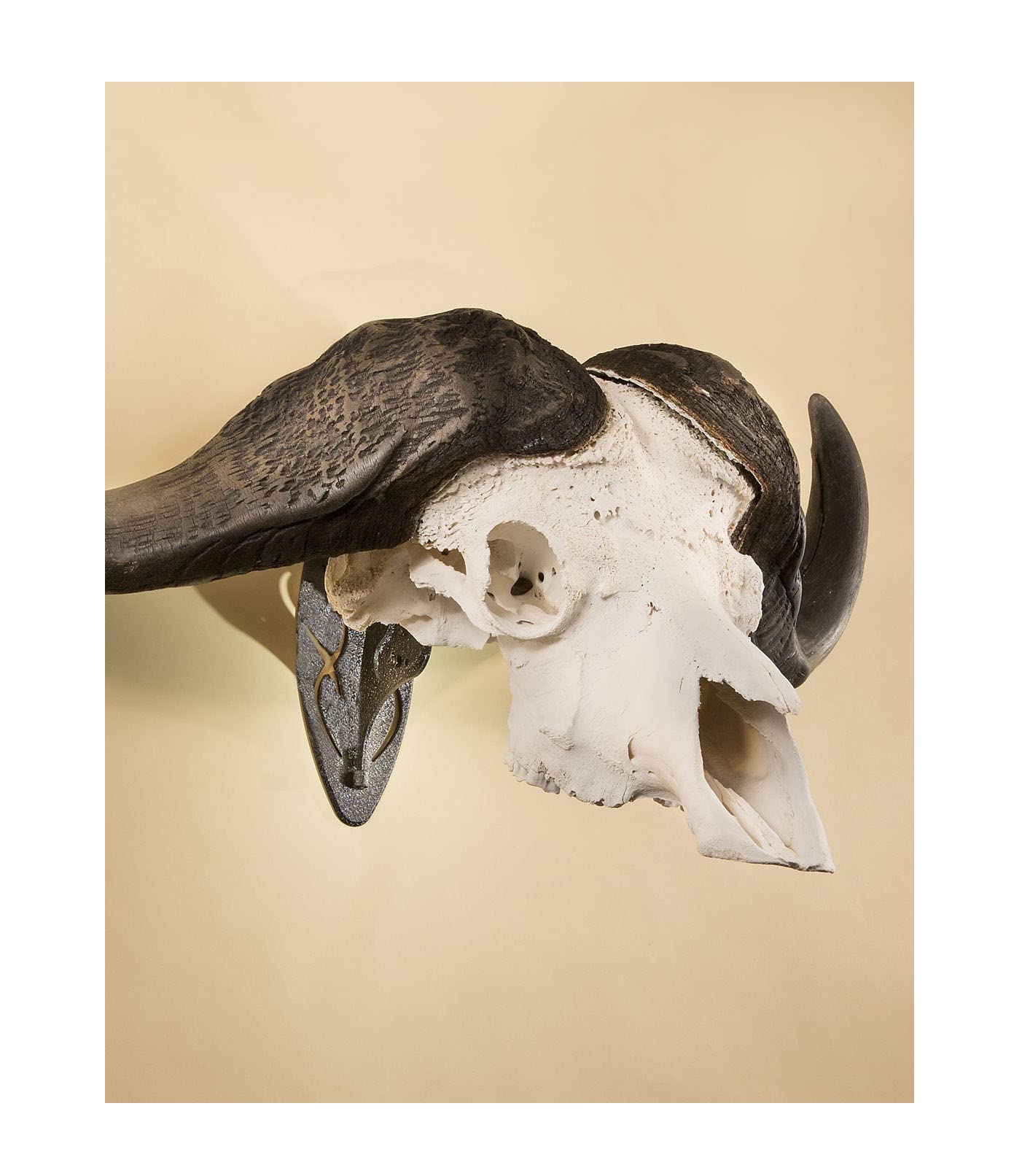 Skull Hooker Powder-Coated Steel Big Hooker Short Arm Trophy Mount - Perfect for Hanging and Mounting Larger Species - Bison, Cape Buffalo and Smaller Elk, Graphite Black