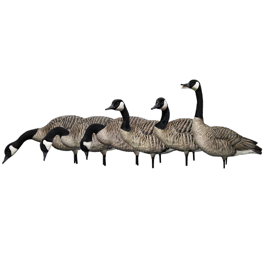 Avian X AXP Fusion Pack Honkers Full Body Canada Goose Decoys with Ultra Realistic Paint, Flocked Heads, 1 Sentry, 2 Walkers, and 3 Feeders
