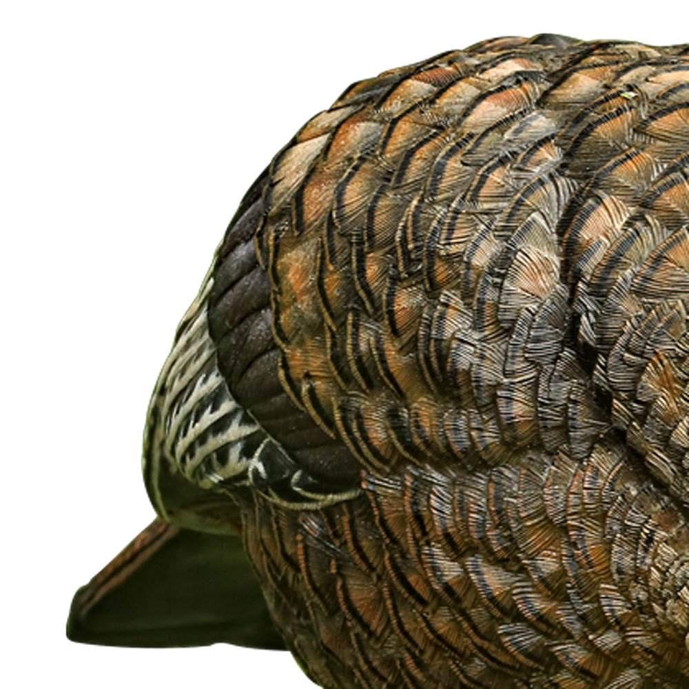 AVIAN-X Feeder LCD Turkey Hen Decoy | Durable Realistic Lifelike Collapsible Standing Hunting Decoy with Carry Bag & Stake, AVX8007
