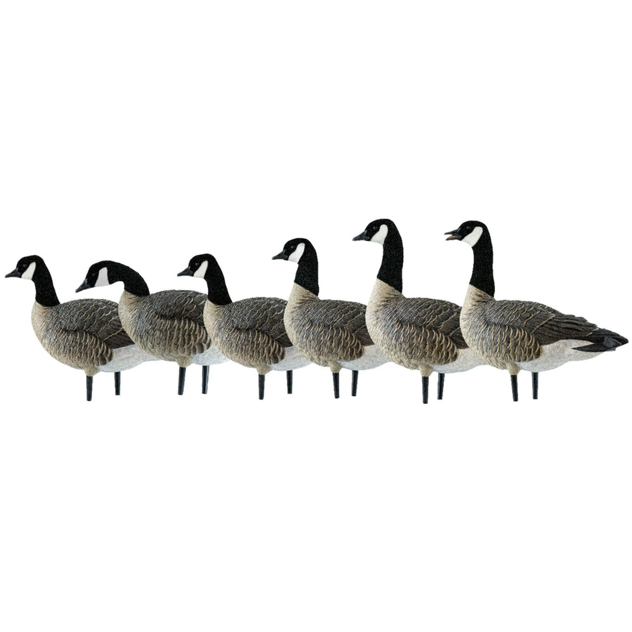 Avian X AXP Fusion Pack Honkers Lesser Canada Goose Decoys, 5 Oversized Active Postures, No Flake Paint, Flocked Heads, and Included Bag