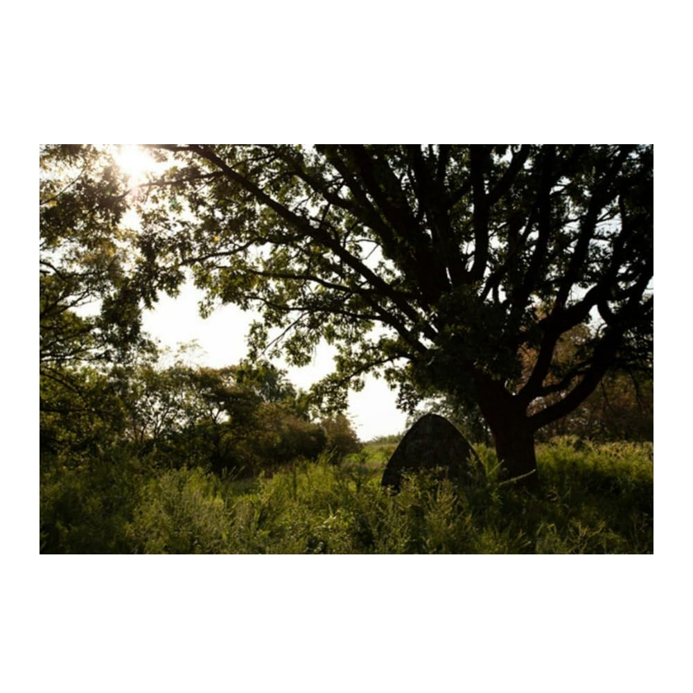 Gunner Ameristep Lightweight Durable 58" x 56" x 57" Compact Size 1-Person Capacity Portable Hunting Ground Blind - Mossy Oak Break-Up Country