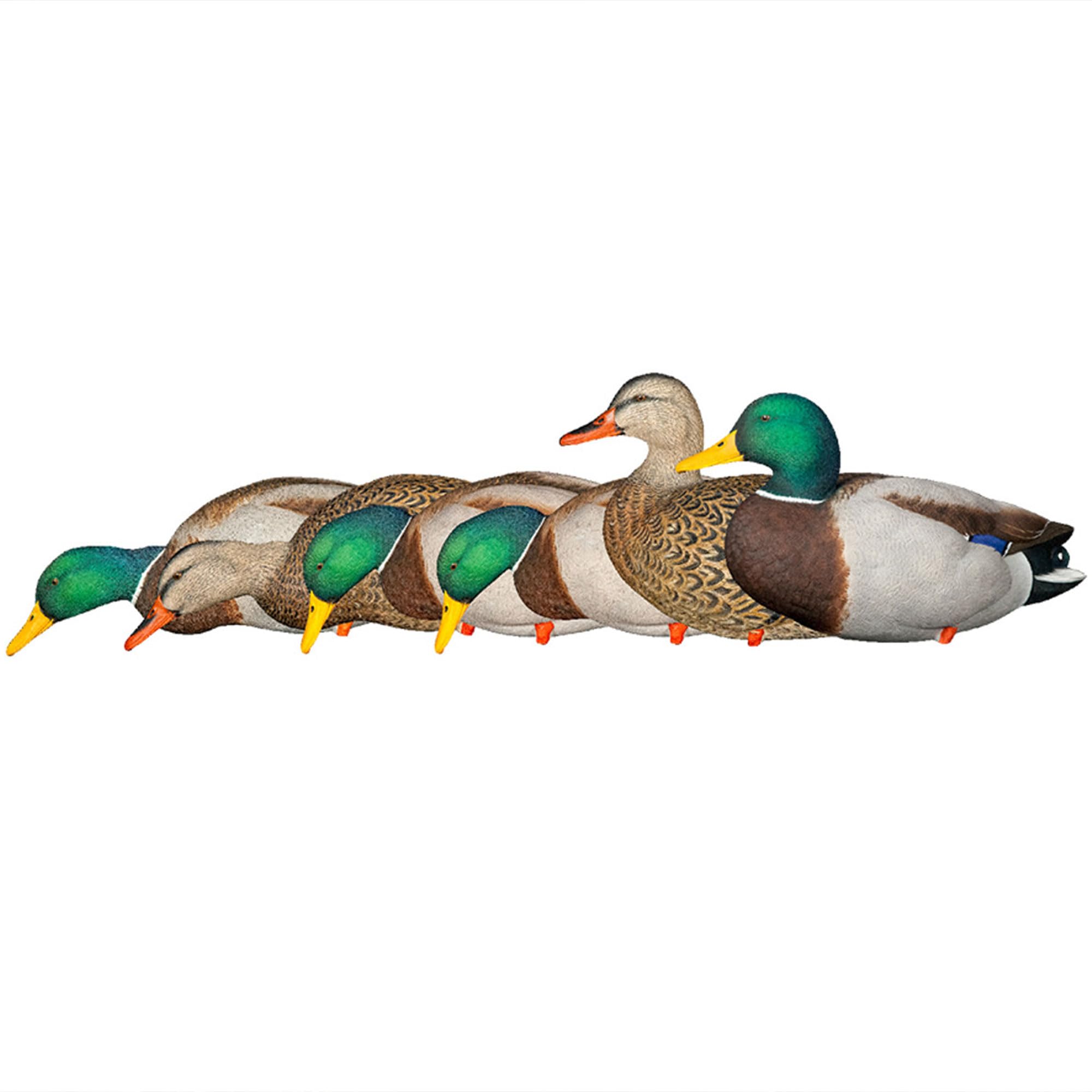AXP Full Body Mallards Avian-X Decoy with Durable Materials, Wind Activated Motion System, and 6 True to Life Postures, 6 Pack, Multicolor