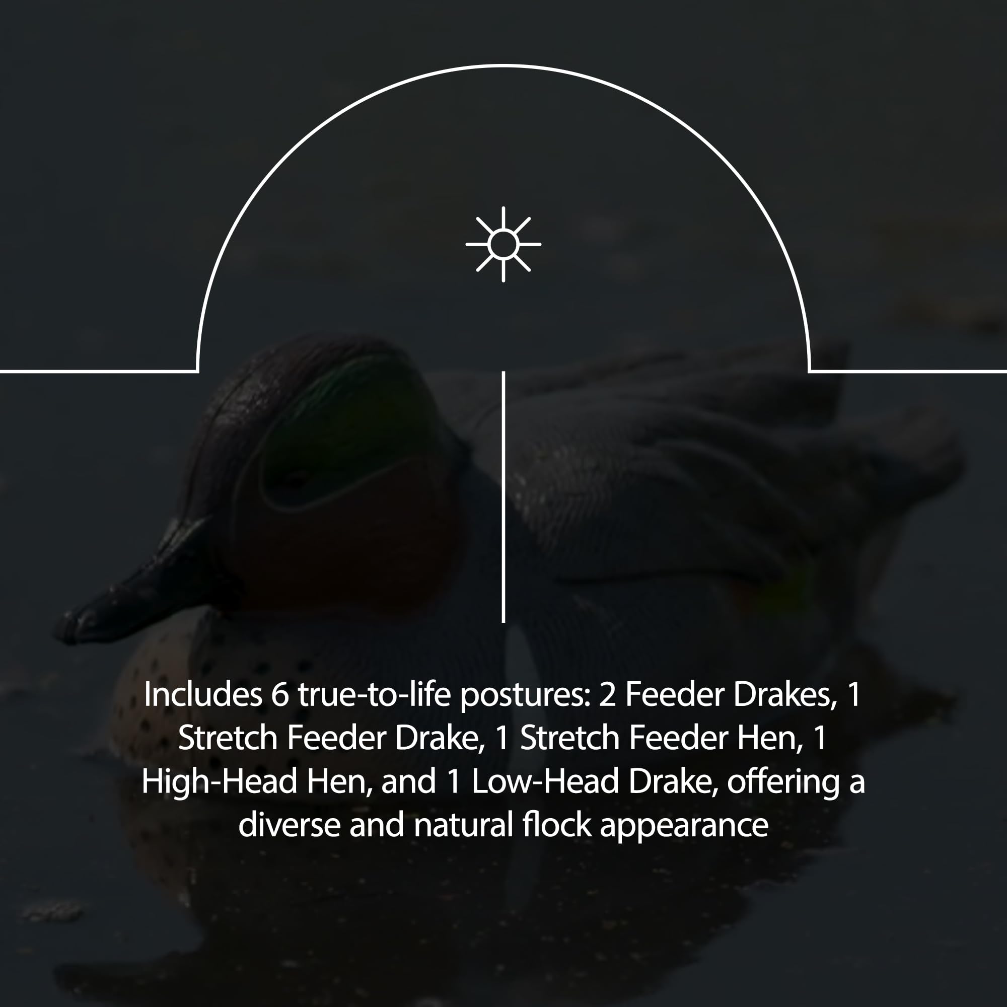 AXP Full Body Mallards Avian-X Decoy with Durable Materials, Wind Activated Motion System, and 6 True to Life Postures, 6 Pack, Multicolor