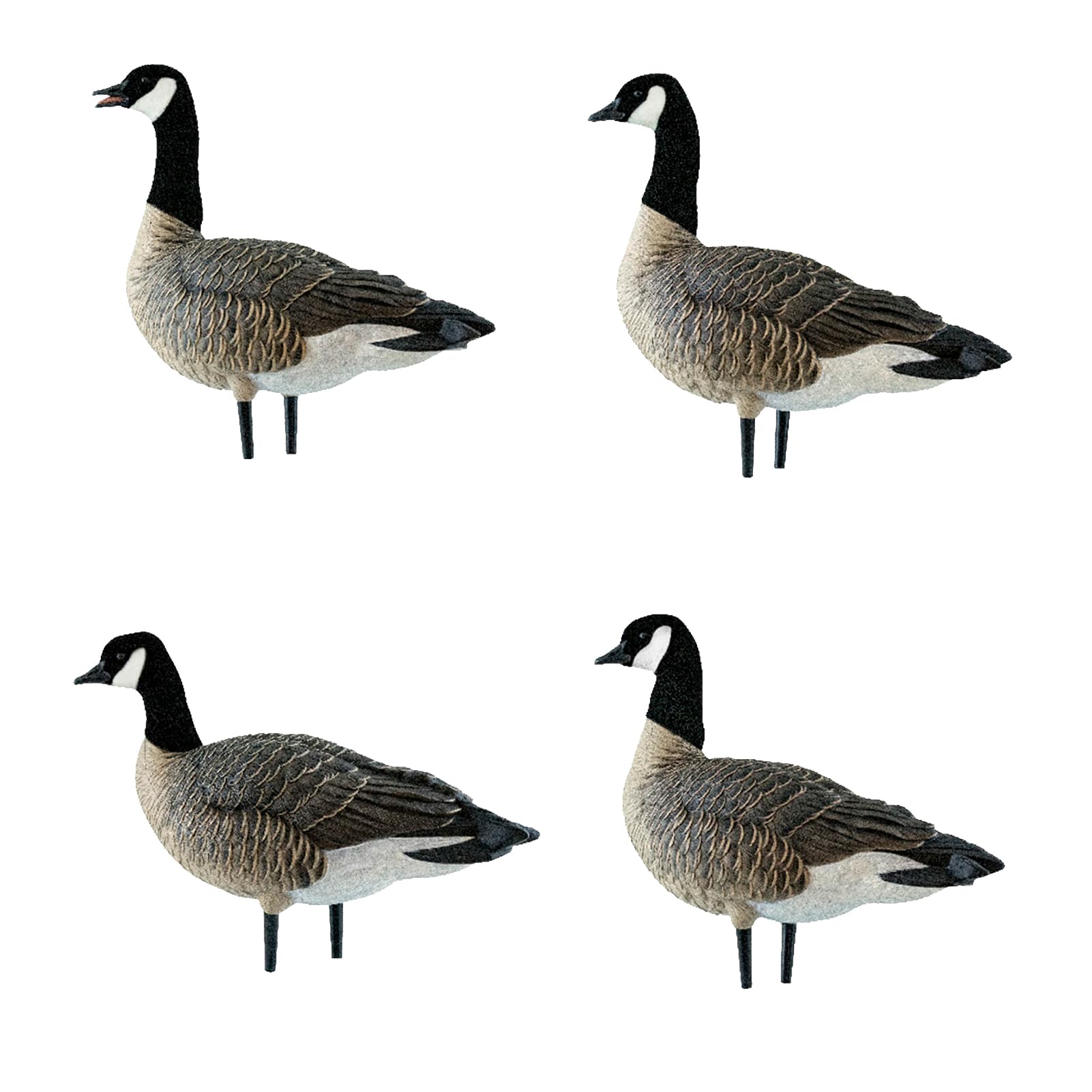 AXP Lessers Avian X Outfitter Pack, 12 Full Body Canada Goose Decoys, Oversized, Flocked Heads, 12 Stakes, Includes 12-Slot Bag