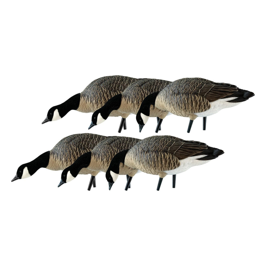 Avian X AXP Fusion Pack Honkers Lesser Canada Goose Decoys, Oversized Realistic Feeder Bodies, Flocked Heads, and Slotted Decoy Bag, Set of 6