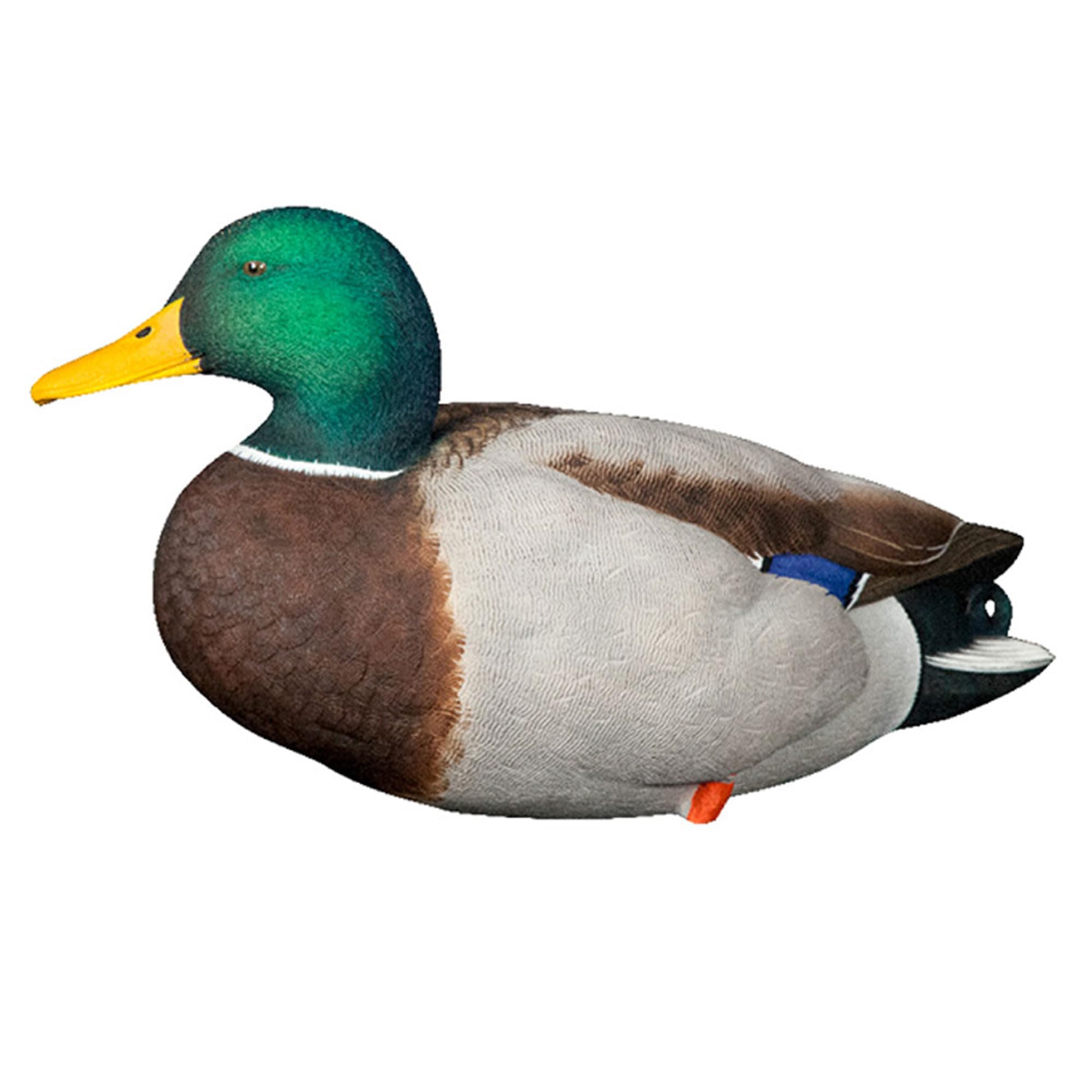 AXP Full Body Mallards Avian-X Decoy with Durable Materials, Wind Activated Motion System, and 6 True to Life Postures, 6 Pack, Multicolor