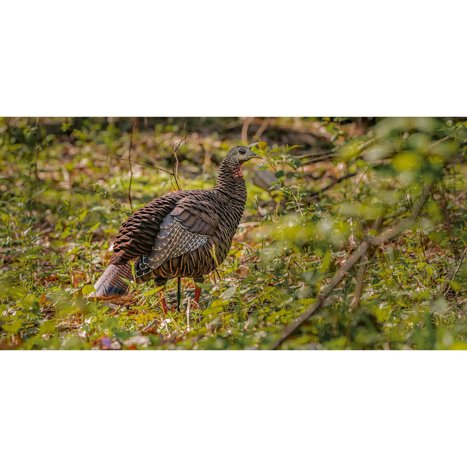 HDR Hen Turkey Decoy Avian-X | Durable Realistic Lifelike Standing Hunting Decoy with 2 Removable Heads, Carry Bag & Integrated Stake, AVX8106