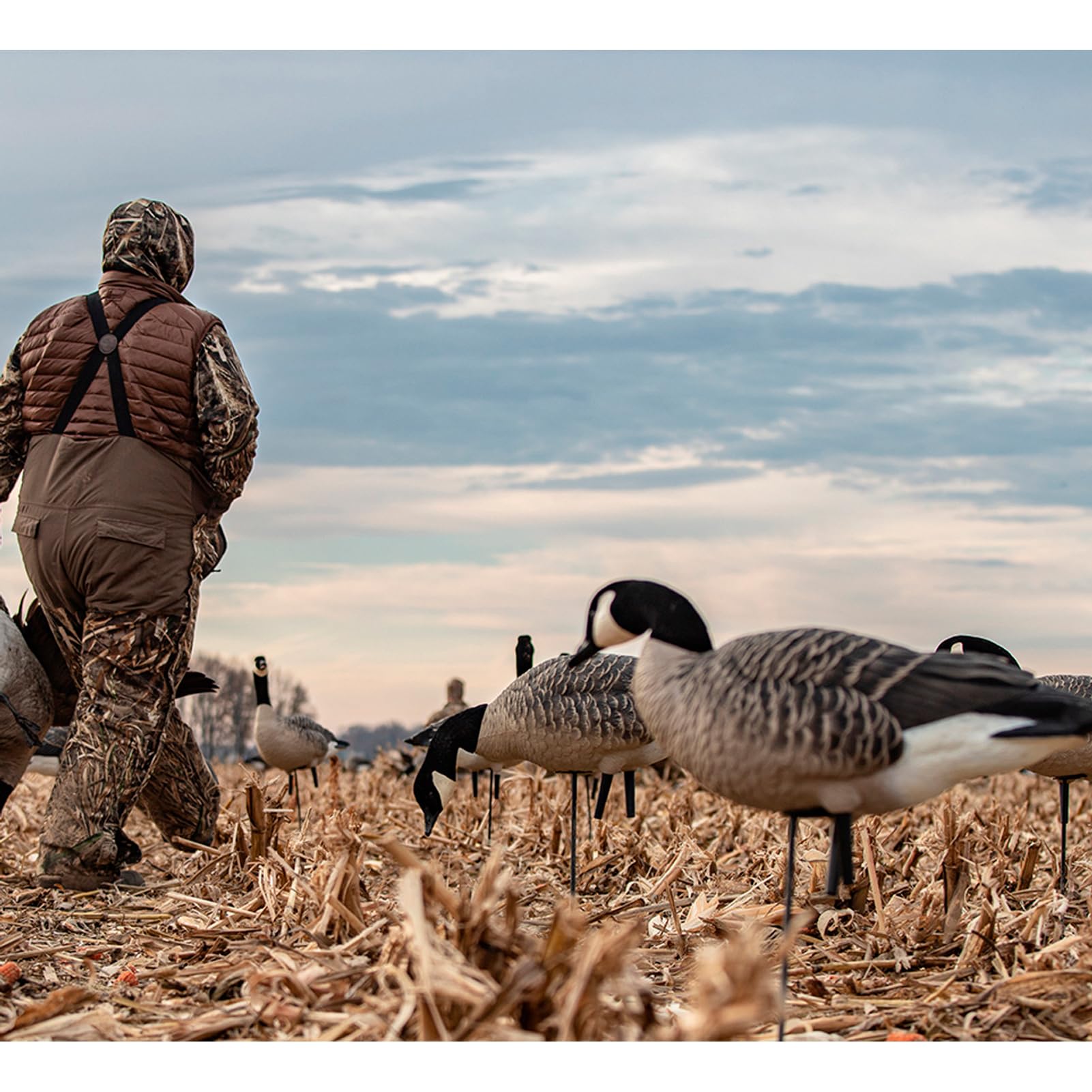 Avian X AXP Fusion Pack Honkers Lesser Canada Goose Decoys, Oversized Realistic Feeder Bodies, Flocked Heads, and Slotted Decoy Bag, Set of 6