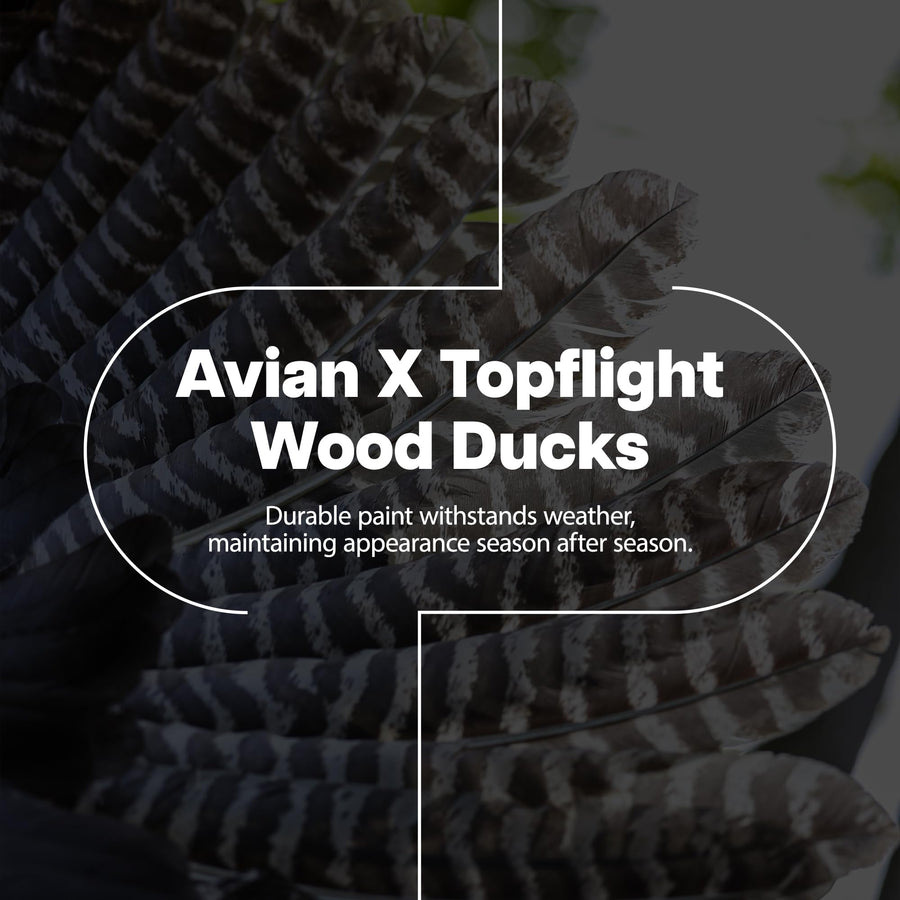 Avian X Floating Wood Duck Decoys Topflight Realistic with Weight-Forward Swim Keel, Set of 6 (Multicolor)