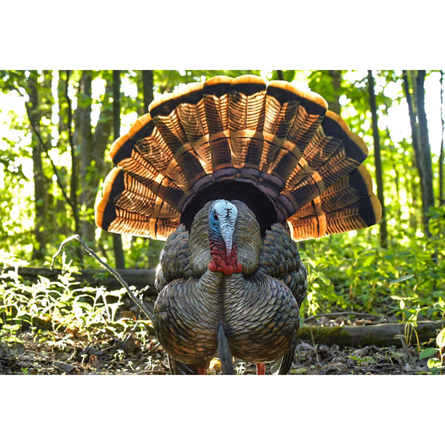 HDR Turkey Decoy Avian-X HDR Strutter