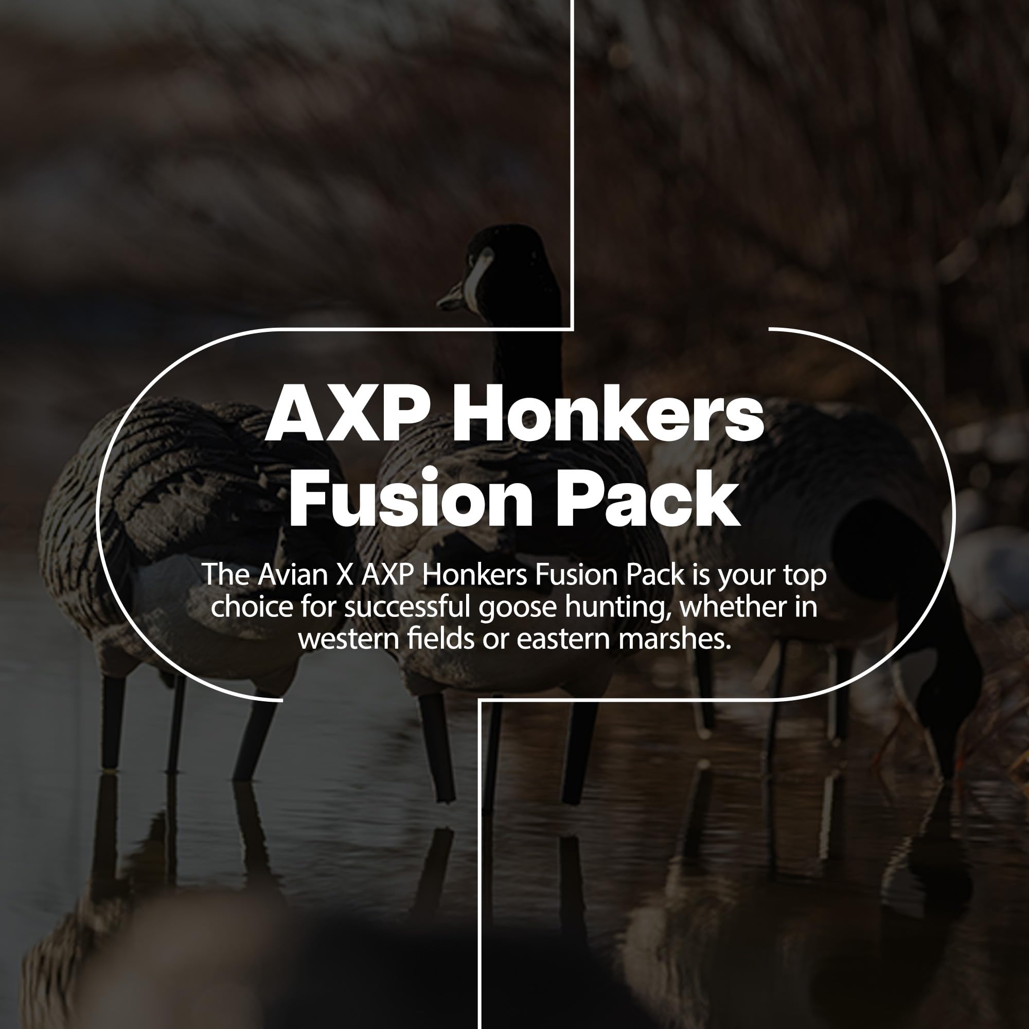 Avian X AXP Fusion Pack Honkers Full Body Canada Goose Decoys with Ultra Realistic Paint, Flocked Heads, 1 Sentry, 2 Walkers, and 3 Feeders