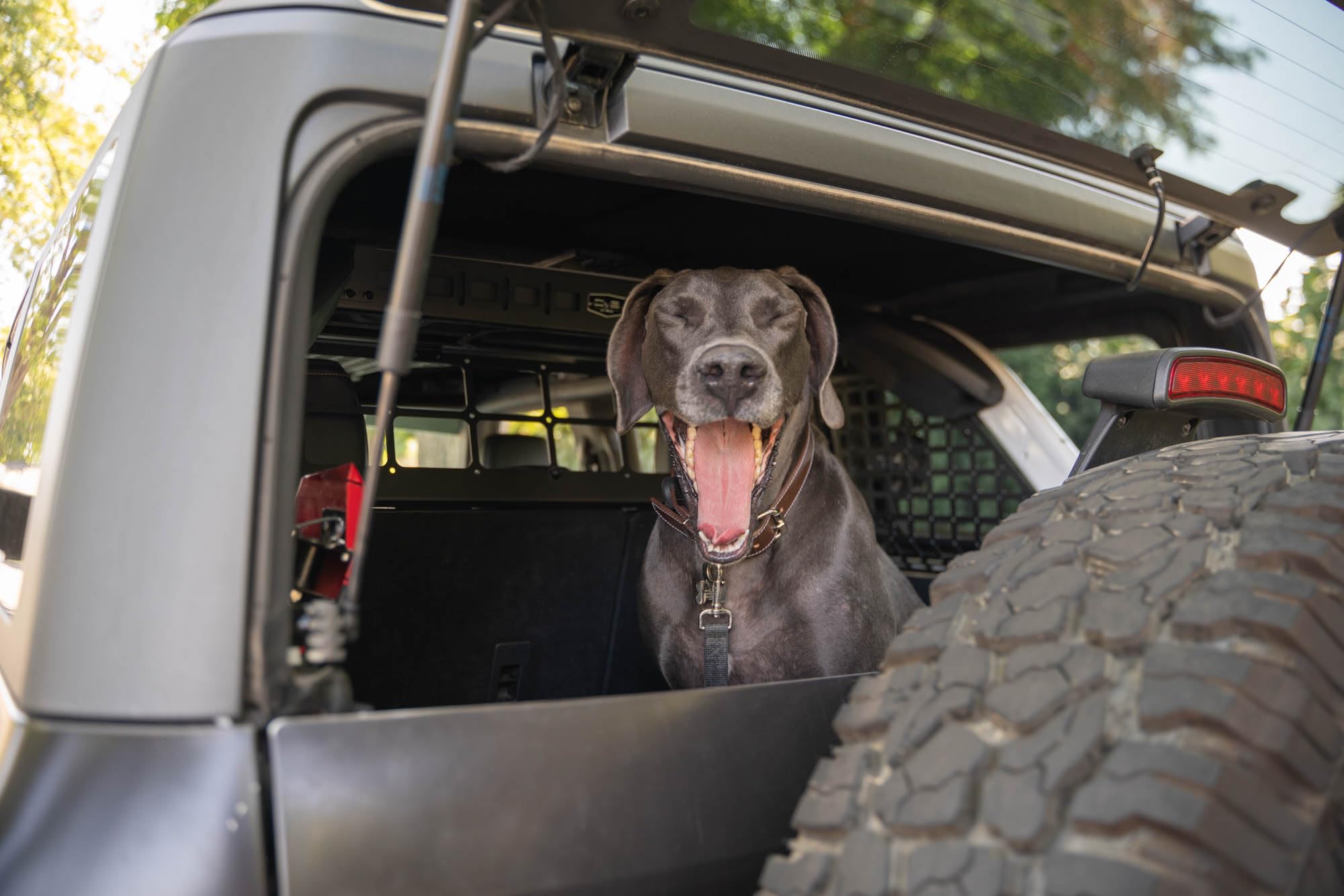 Dog Barrier DV8 Offroad for 2021-2025 Ford Bronco | Convenient Flip-Up Design | Push Button Locks | Rubber Isolators for Noise Reduction | Hardtop and Soft Top Compatible | Black Powder Coat | Steel