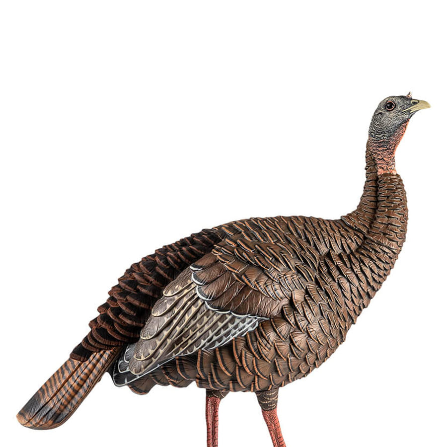 HDR Hen Turkey Decoy Avian-X | Durable Realistic Lifelike Standing Hunting Decoy with 2 Removable Heads, Carry Bag & Integrated Stake, AVX8106