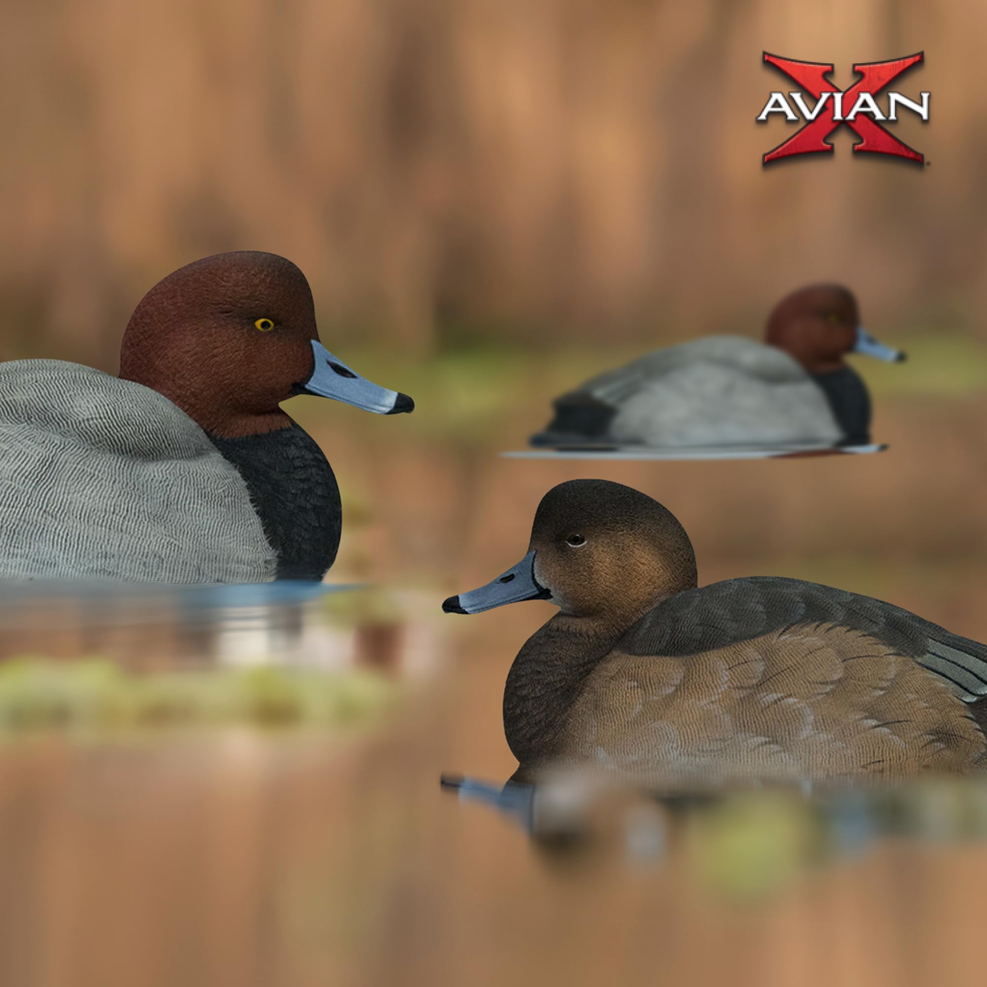 Avian-X Canvasback Magnum Decoys, Open Water, Realistic Design, Weight Forward Swim Keel, Rugged with No Flake Paint Finish, True to Life Postures