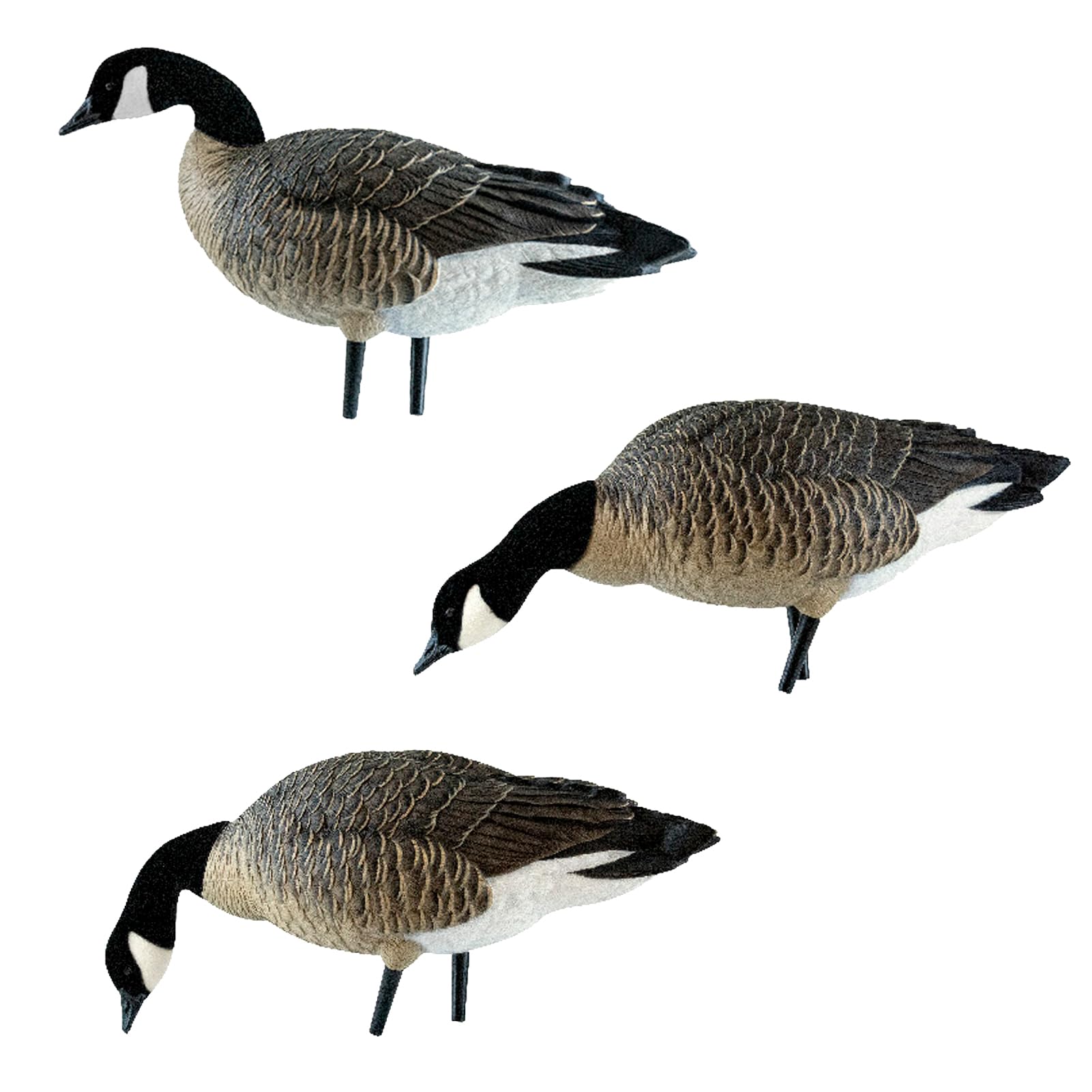 AXP Lessers Avian X Outfitter Pack, 12 Full Body Canada Goose Decoys, Oversized, Flocked Heads, 12 Stakes, Includes 12-Slot Bag