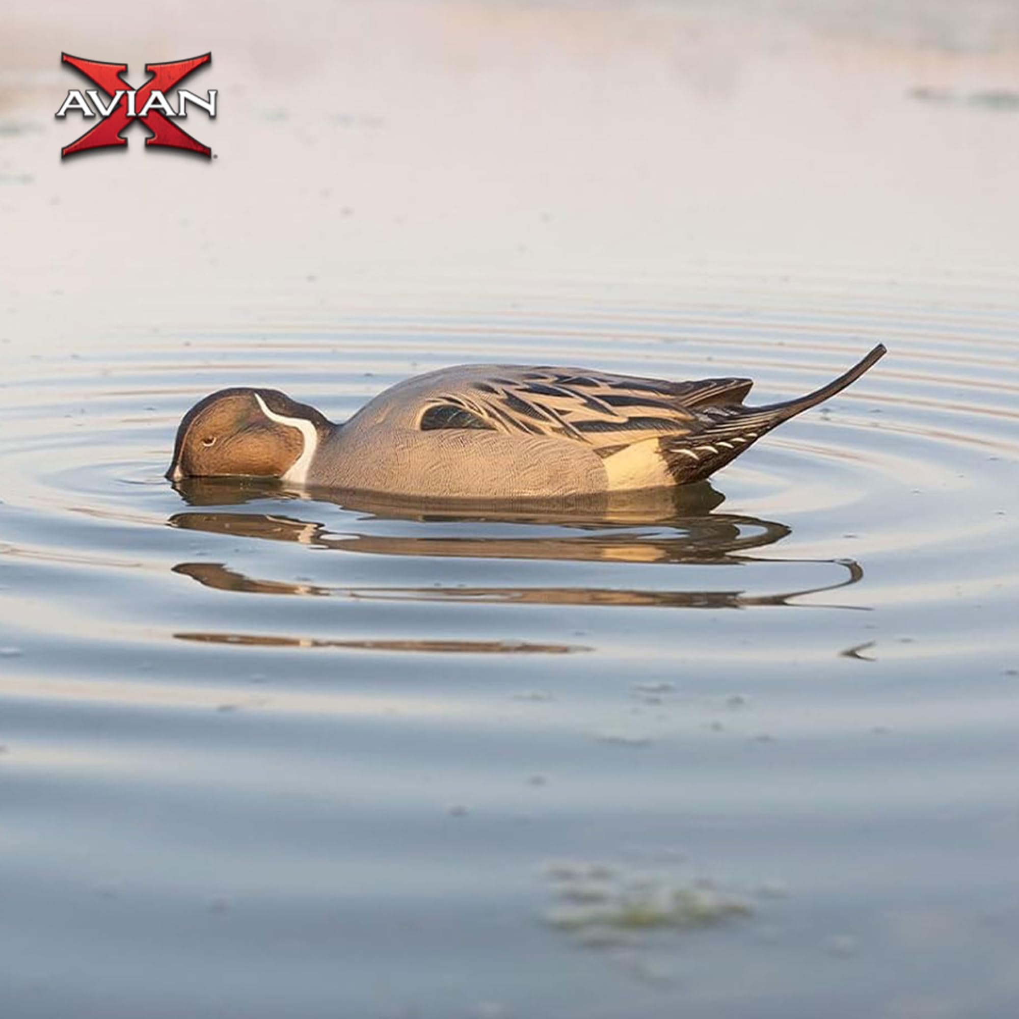 Avian-X Power Shaker Motion Pintail Duck Decoy Floating Surface Feeder for Hunting with Shaker Module Foam Filled Body, Multicolor