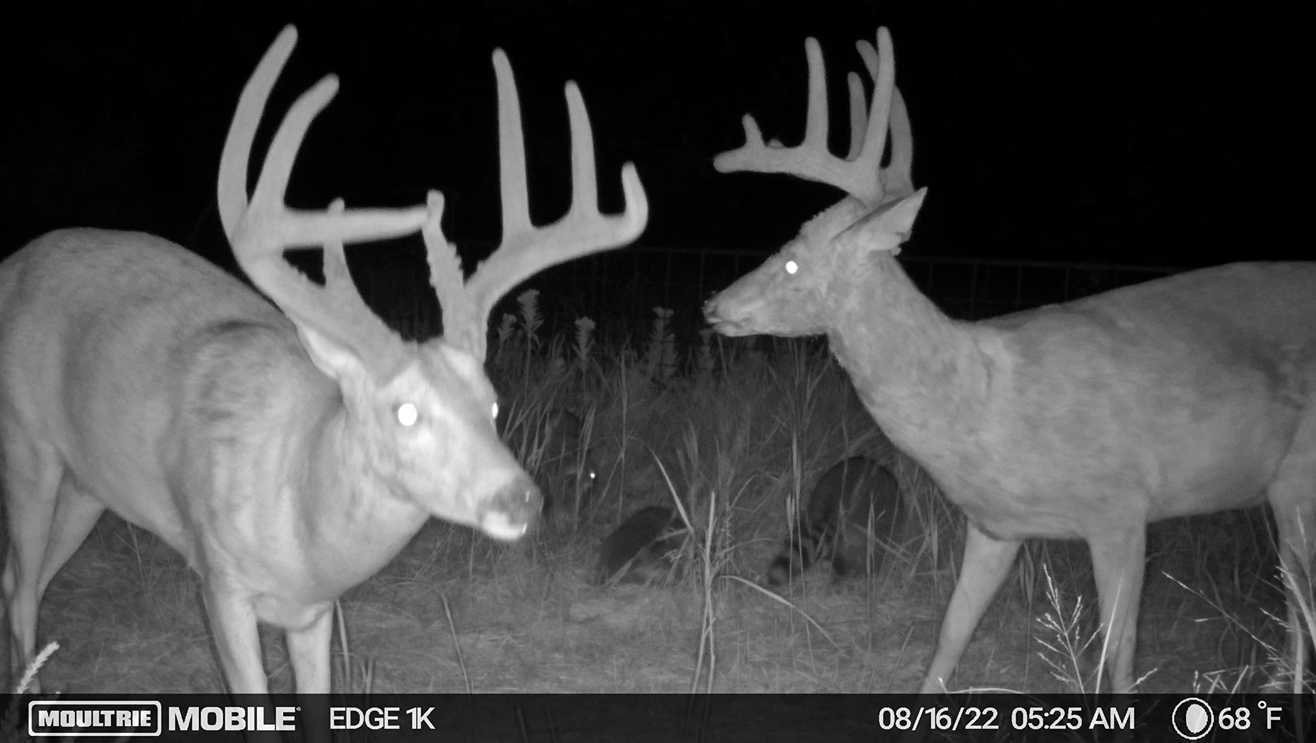 Moultrie Cellular Edge Trail Camera - Nationwide 4G LTE - HD Video-Audio - Built in Memory - Cloud Storage