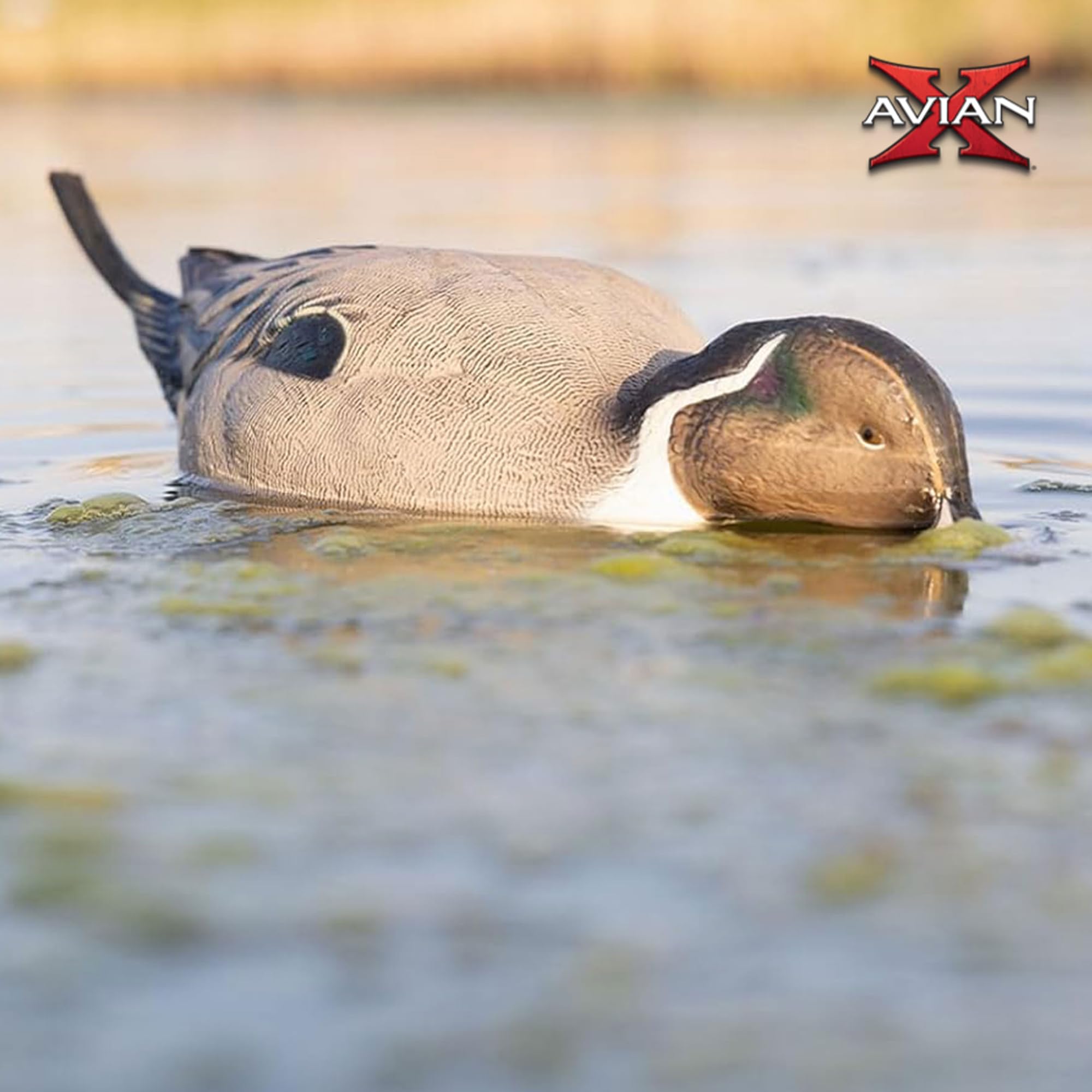 Avian-X Power Shaker Motion Pintail Duck Decoy Floating Surface Feeder for Hunting with Shaker Module Foam Filled Body, Multicolor