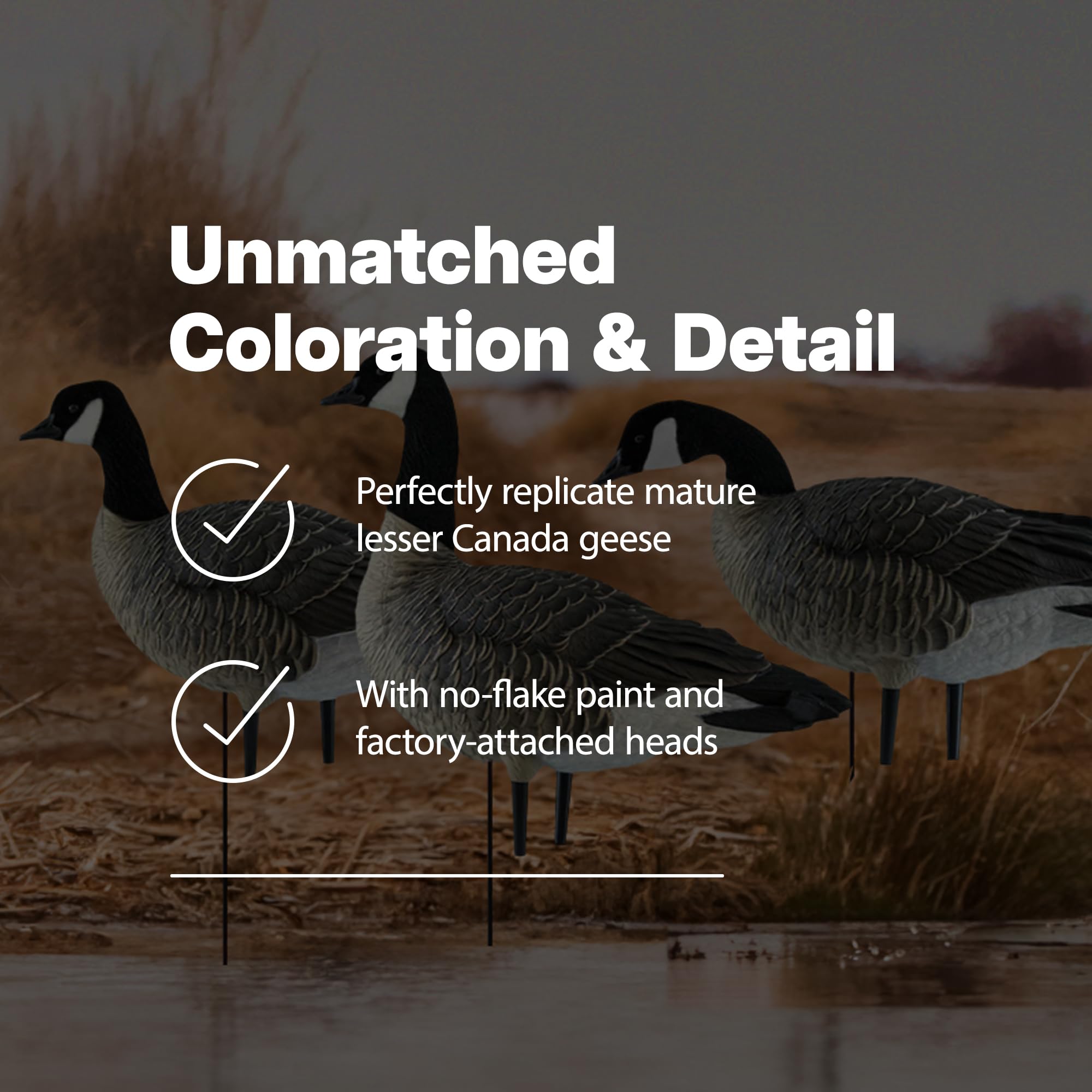 Avian X AXP Fusion Pack Honkers Lesser Canada Goose Decoys, 5 Oversized Active Postures, No Flake Paint, Flocked Heads, and Included Bag