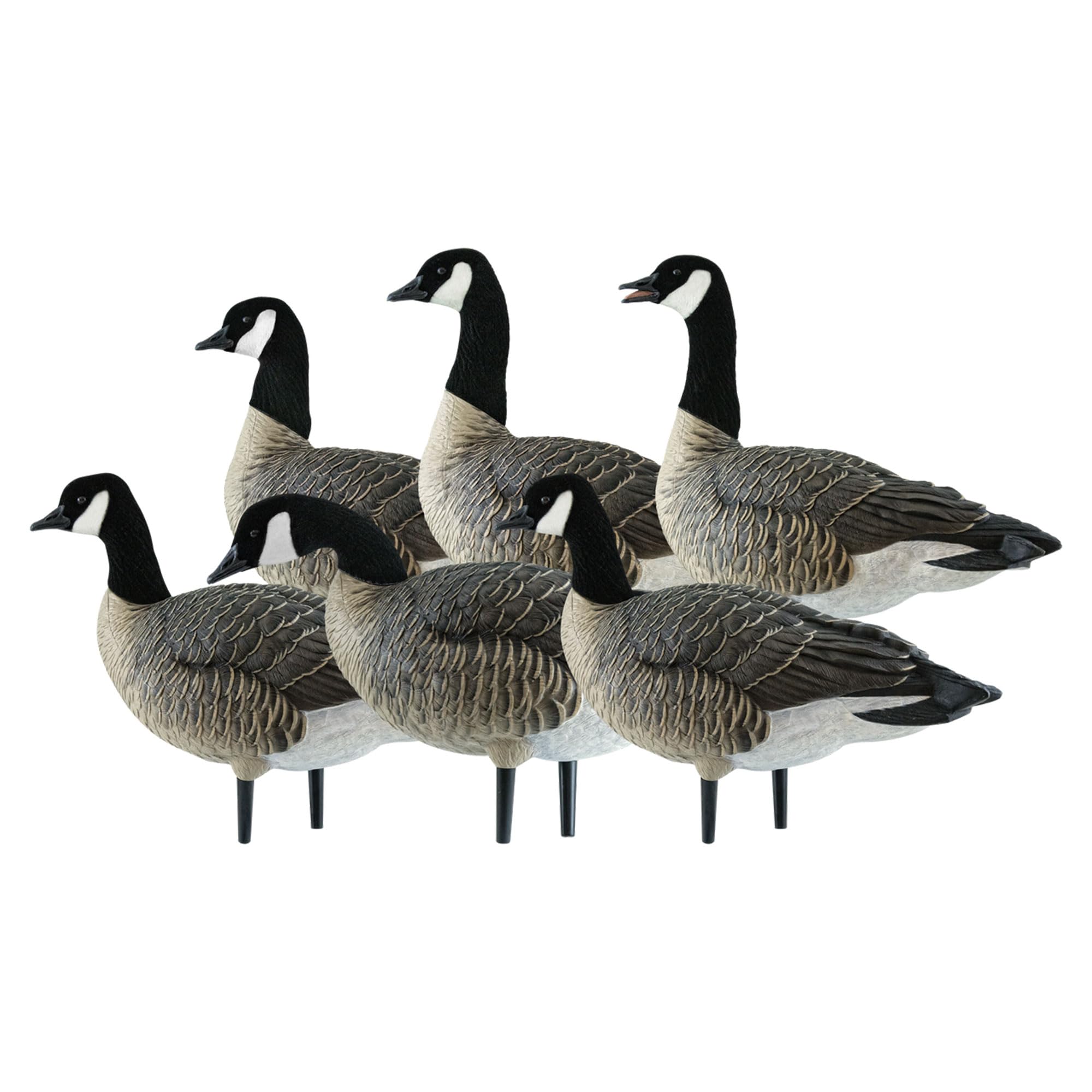 Avian X AXP Fusion Pack Honkers Lesser Canada Goose Decoys, 5 Oversized Active Postures, No Flake Paint, Flocked Heads, and Included Bag
