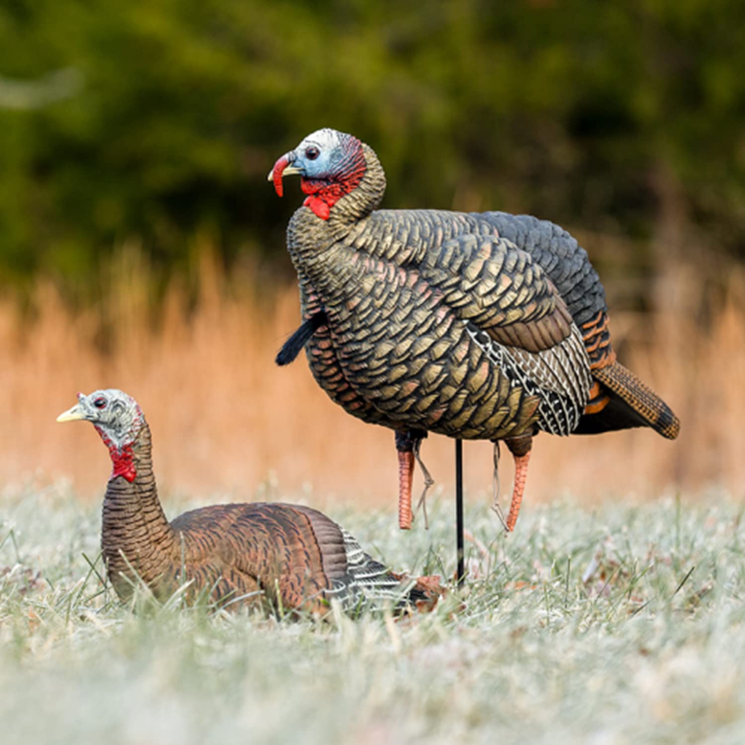 HDR Jake Avian-X Turkey Decoy | Rugged Durable Realistic Lifelike Quarter-Strut Body Standing Hunting Decoy with 2 Removable Heads, Mounting Stake & Carry Bag