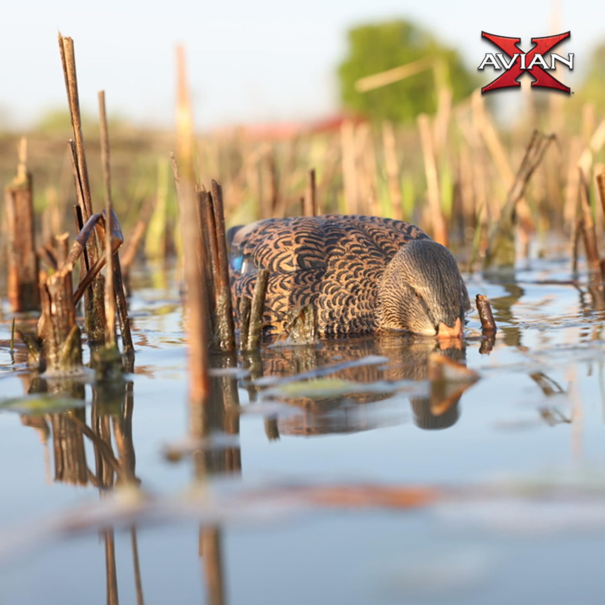 Avian-X Power Shaker Mallard Motion Hen Duck Decoy Floating Surface Feeder for Hunting with Shaker Module Foam Filled Body, Multicolor