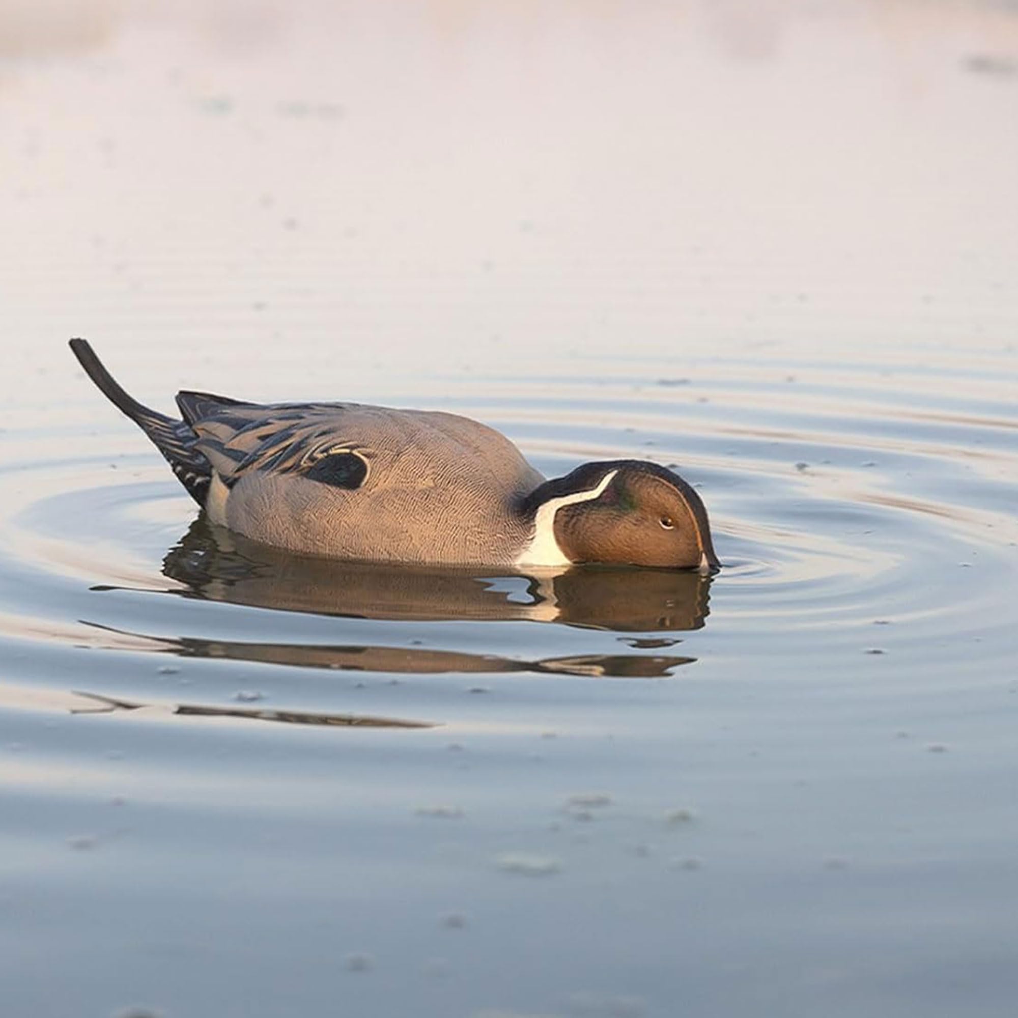 Avian-X Power Shaker Motion Pintail Duck Decoy Floating Surface Feeder for Hunting with Shaker Module Foam Filled Body, Multicolor