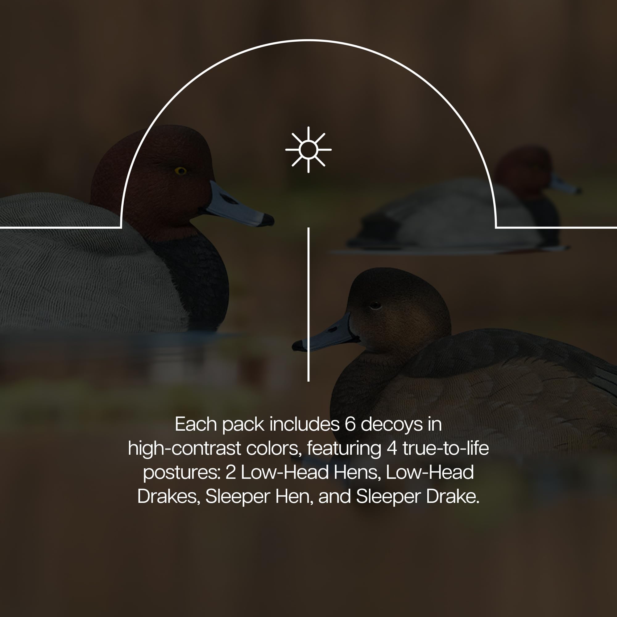 Avian-X Canvasback Magnum Decoys, Open Water, Realistic Design, Weight Forward Swim Keel, Rugged with No Flake Paint Finish, True to Life Postures