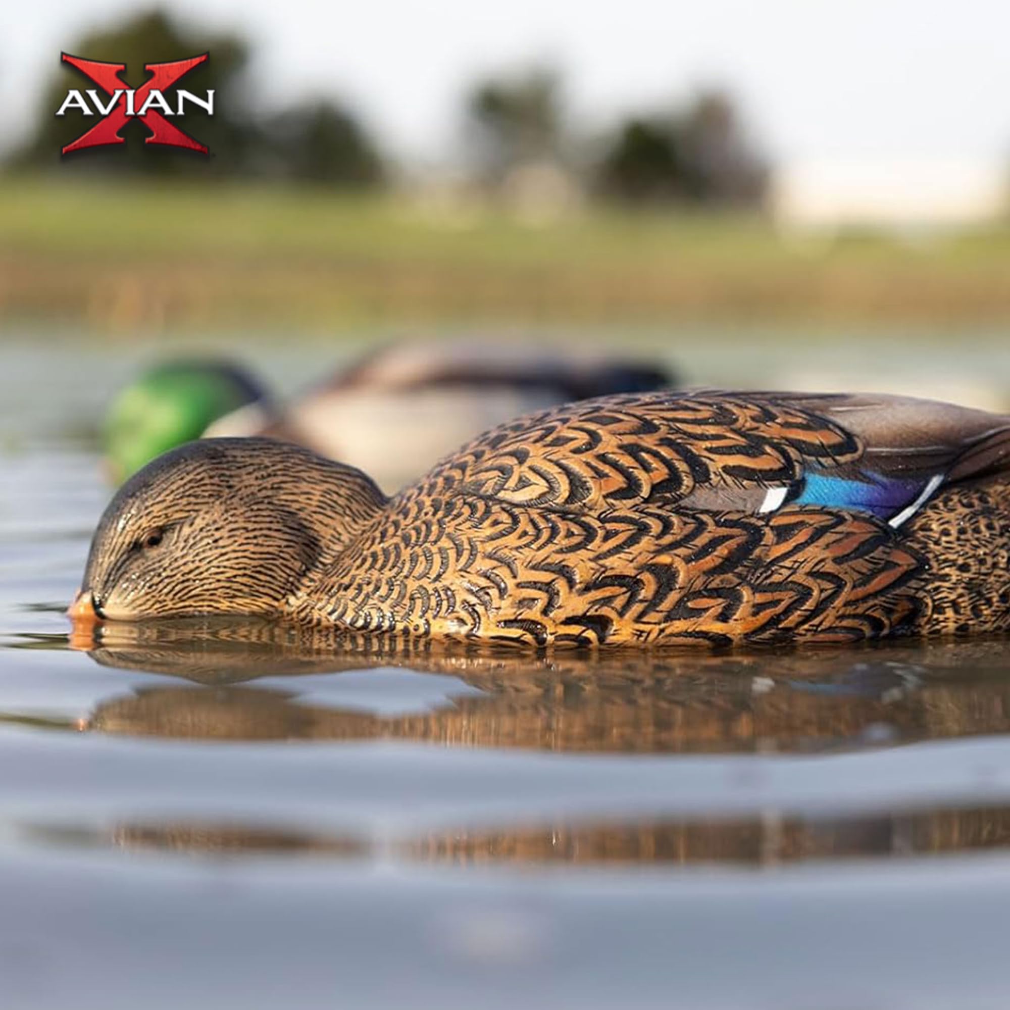 Avian-X Power Shaker Mallard Motion Hen Duck Decoy Floating Surface Feeder for Hunting with Shaker Module Foam Filled Body, Multicolor